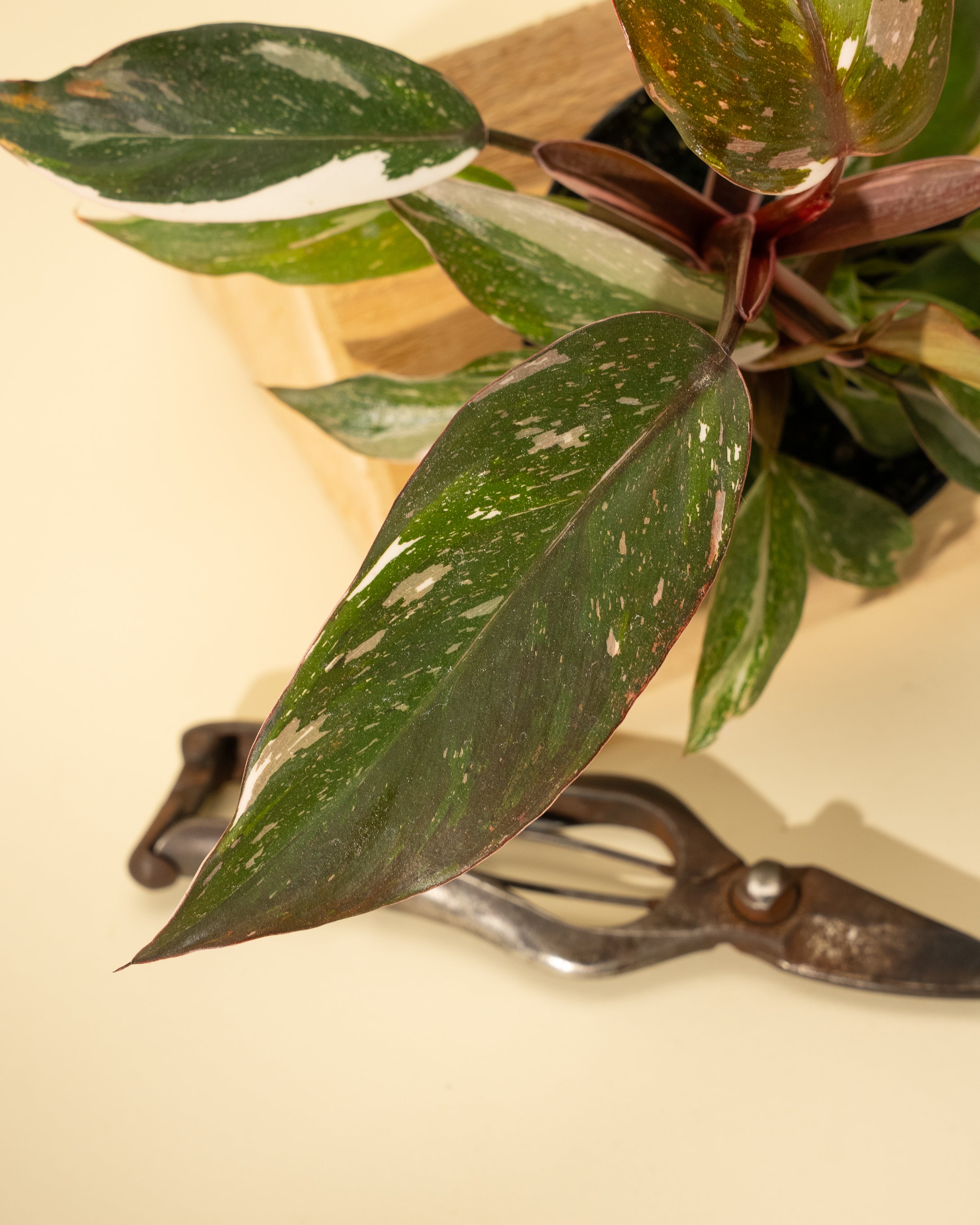 philodendron red anderson vs white knight 4" Philodendron Red Anderson 'Pink Knight'