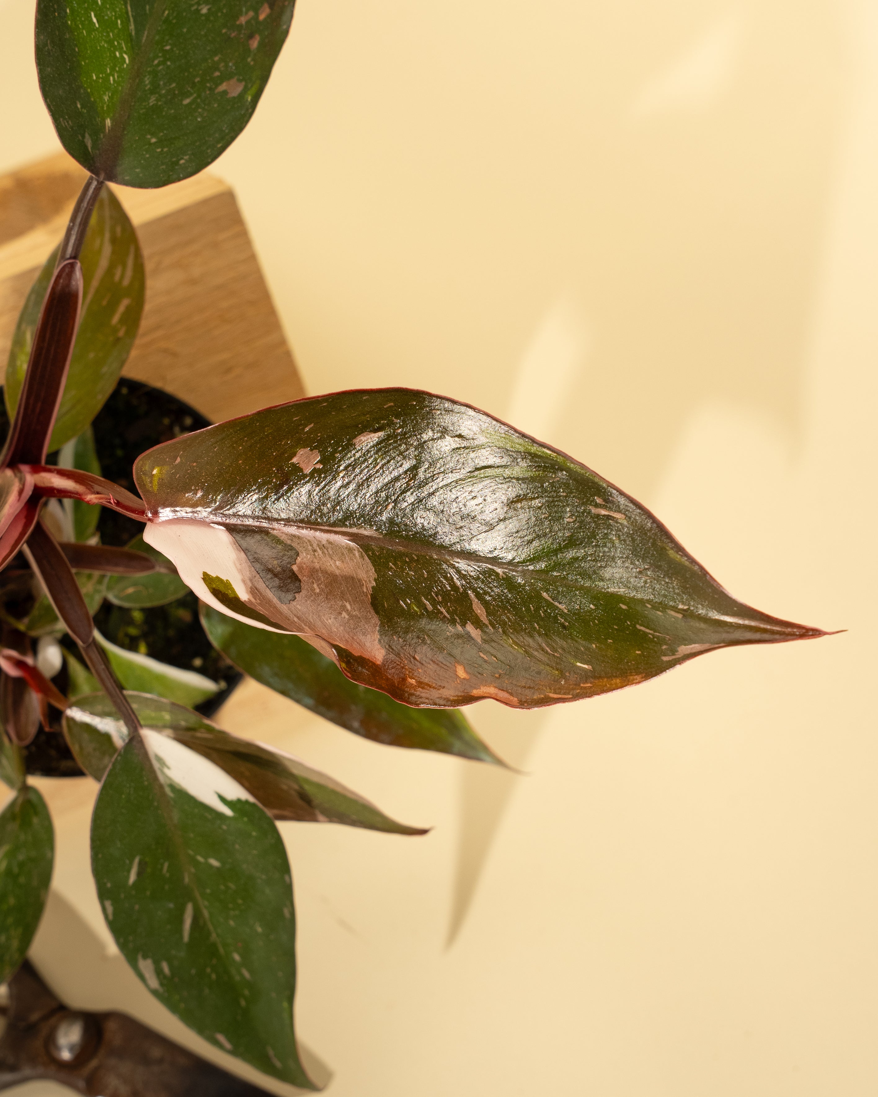philodendron pink princess anderson 4" Philodendron Red Anderson 'Pink Knight'