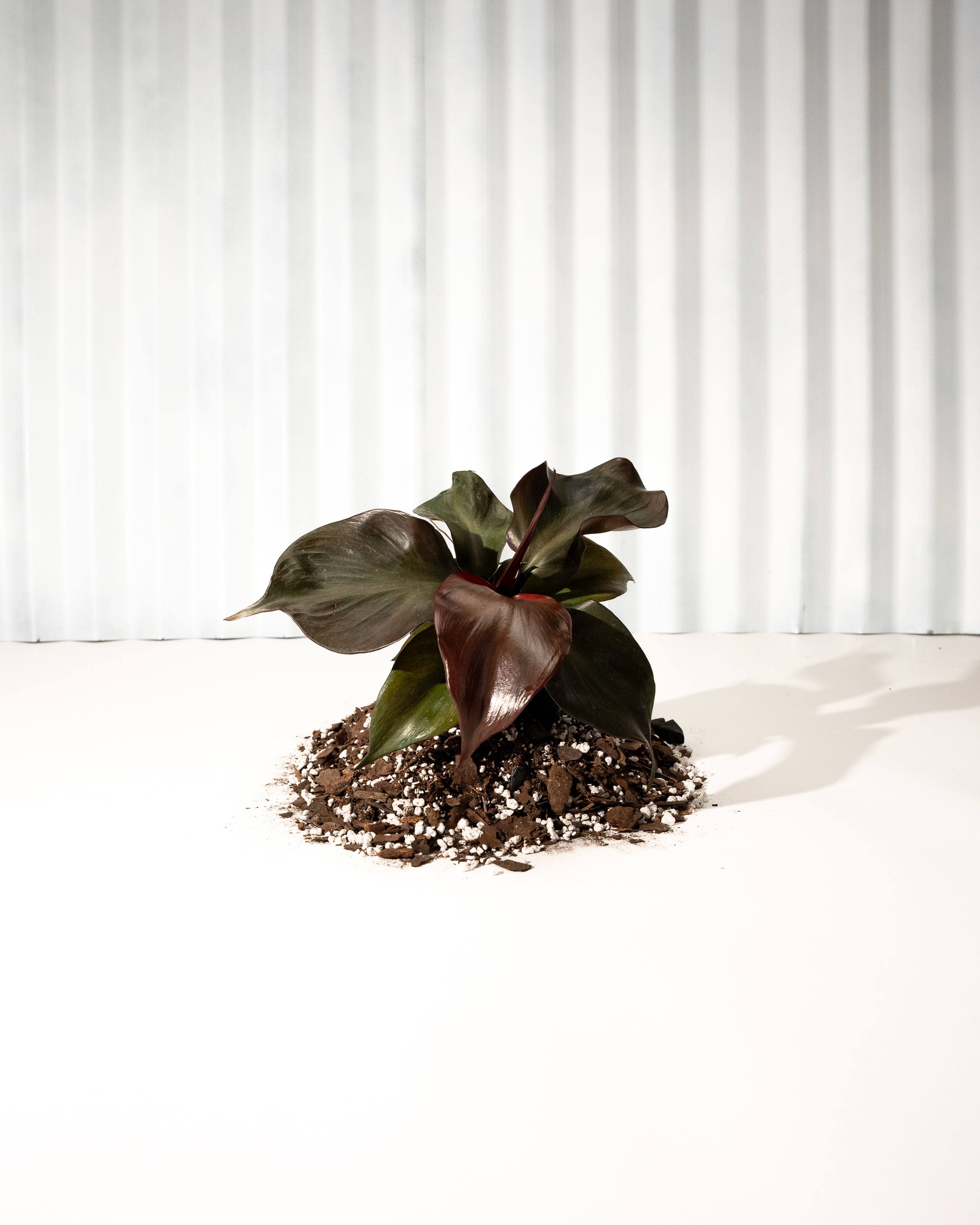 heart leaf philodendron new growth red 4" Philodendron 'Red Heart' – BWH Plant Co