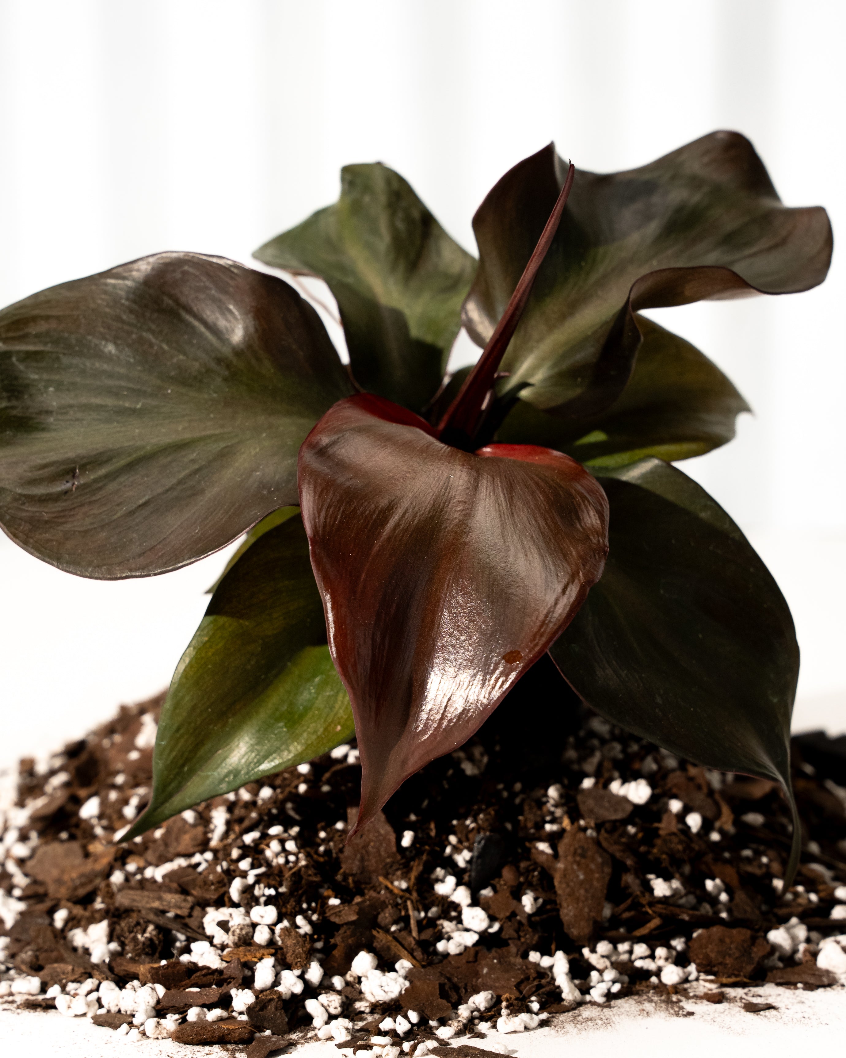 heartleaf philodendron black rot 4" Philodendron 'Red Heart' – BWH Plant Co