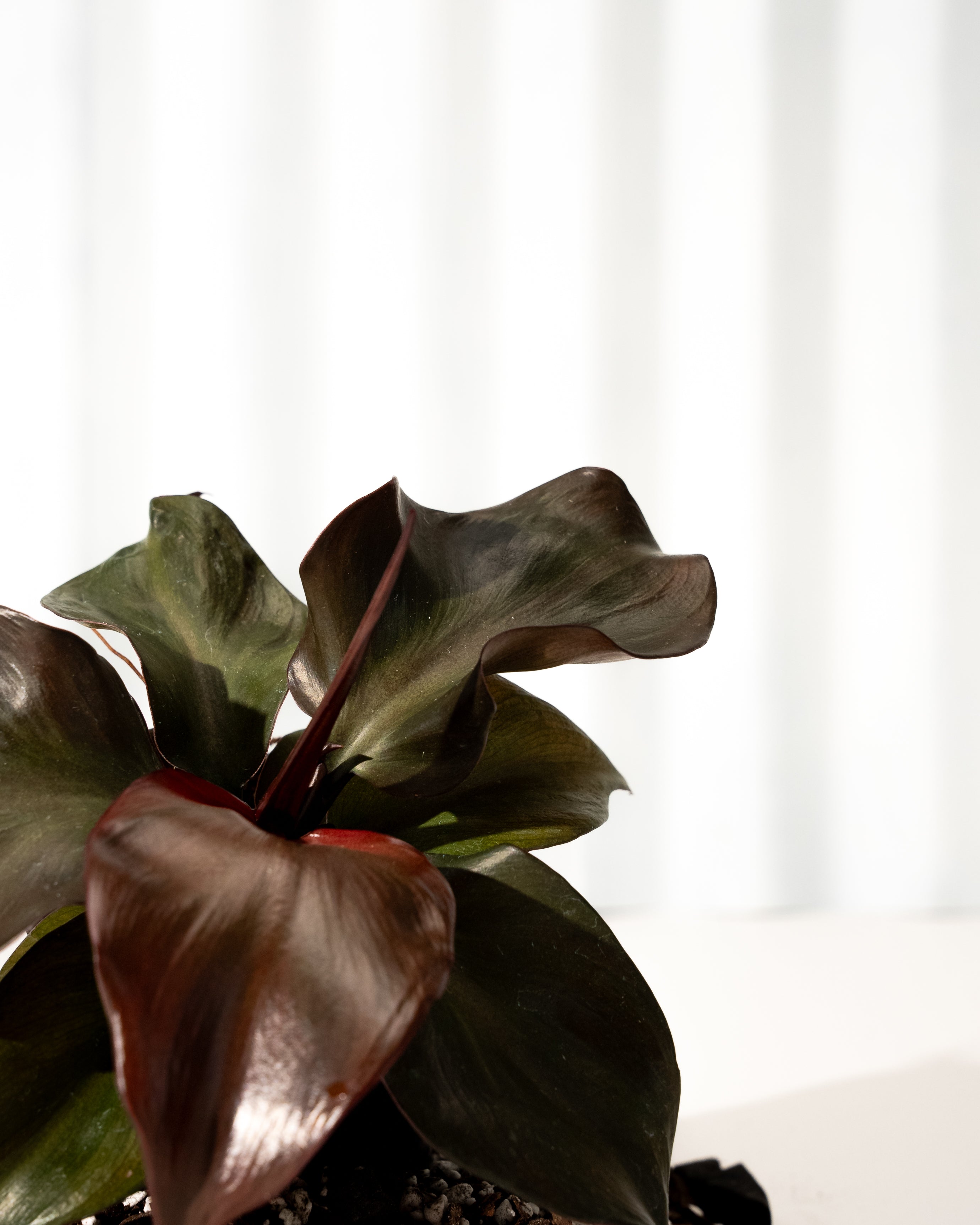 heartleaf philodendron losing red heartleaf 4" Philodendron 'Red Heart'