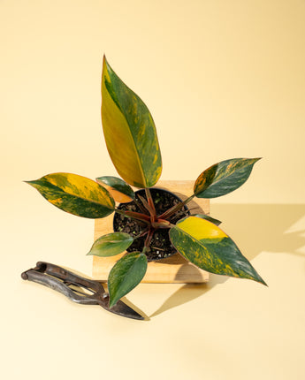 A potted variegated Philodendron Red Congo 'Red Hot' with bold patches of cream, pink, and lime leaves, placed on a wooden surface with a pair of pruning shears beside it.