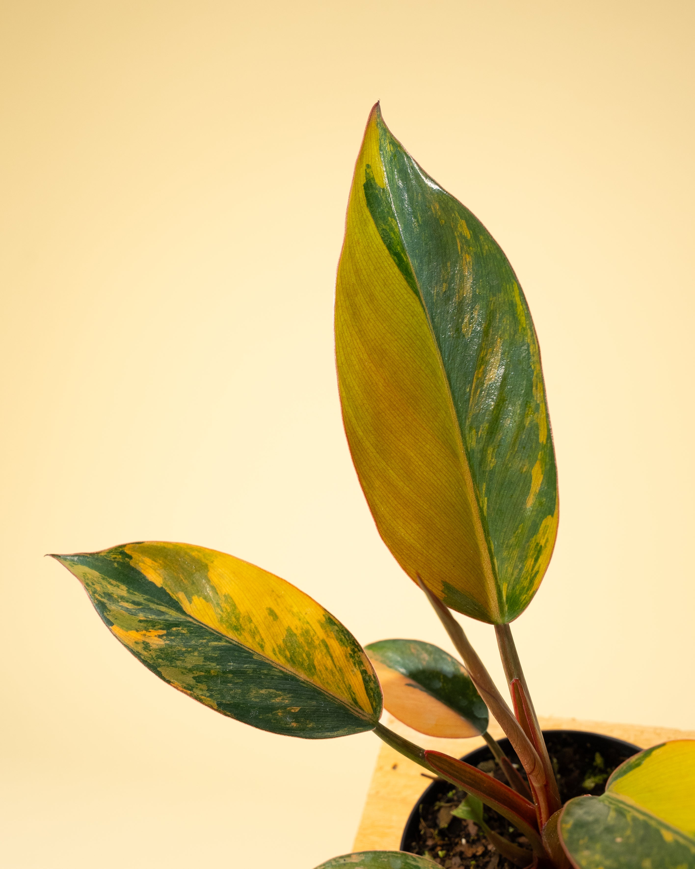 philodendron red congo variegated tissue culture 4" Variegated Philodendron Red Congo 'Red Hot'