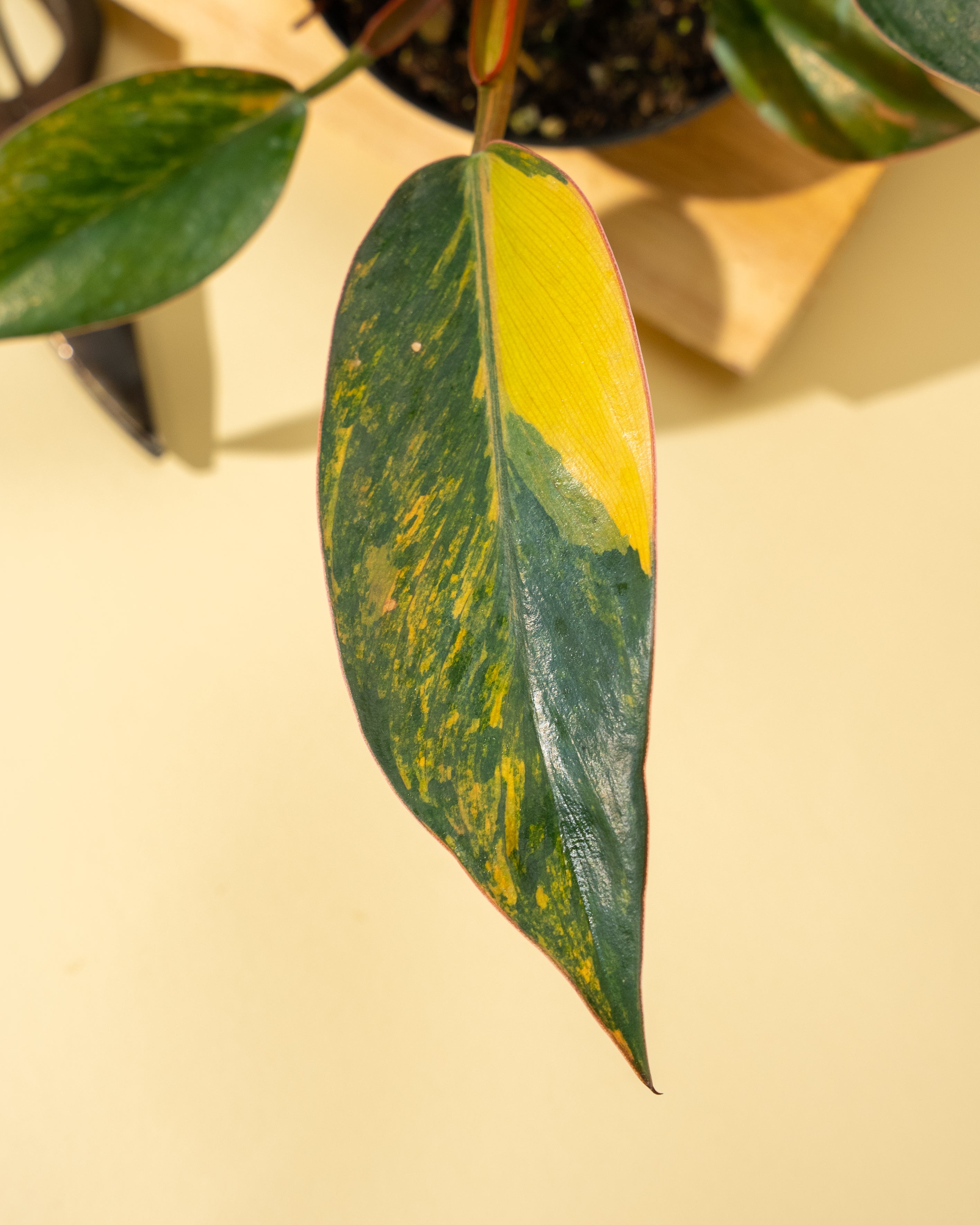 philodendron red congo variegated tissue culture 4" Variegated Philodendron Red Congo 'Red Hot' – BWH Plant Co