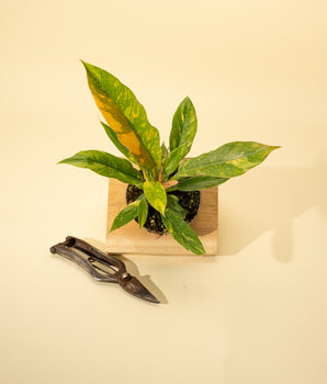A potted Philodendron 'Ring of Fire' with long, variegated leaves displaying green, cream, orange, and pink colors, placed on a beige surface with a pair of shears to the side.