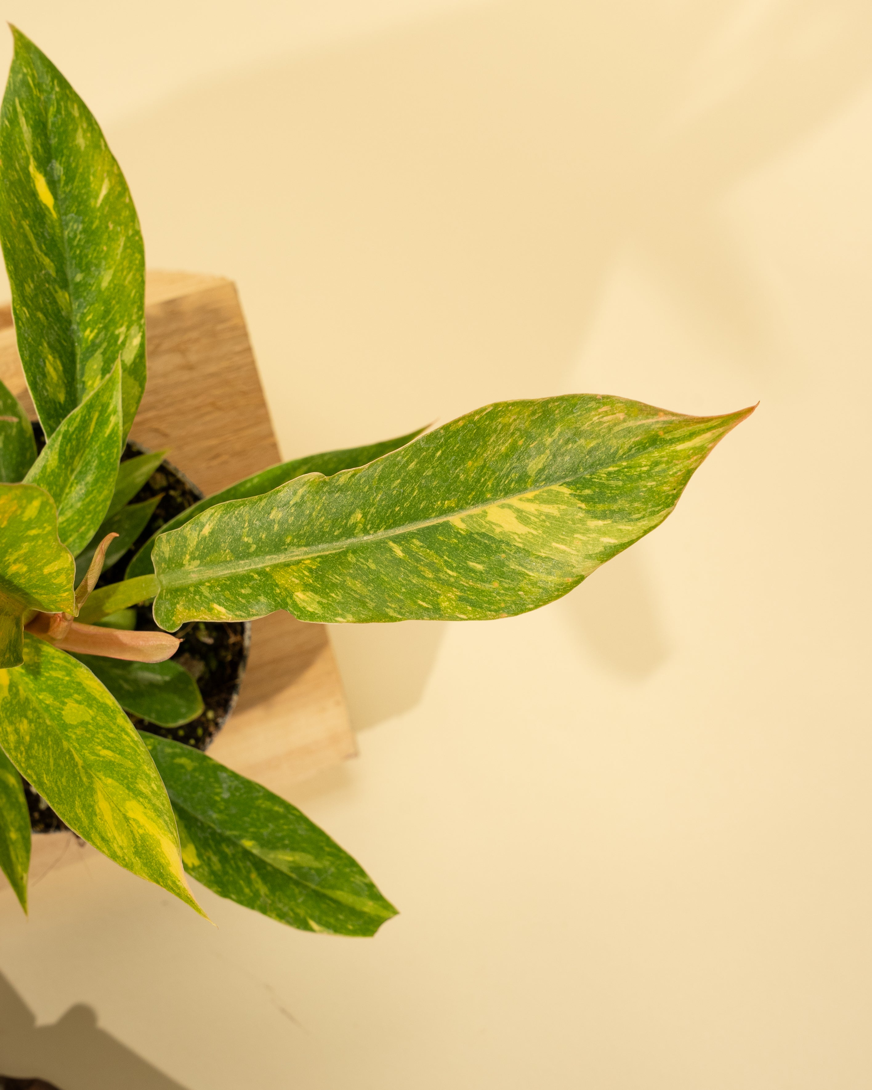 ring of fire philodendron variegated Philodendron, 4in, Ring of Fire
