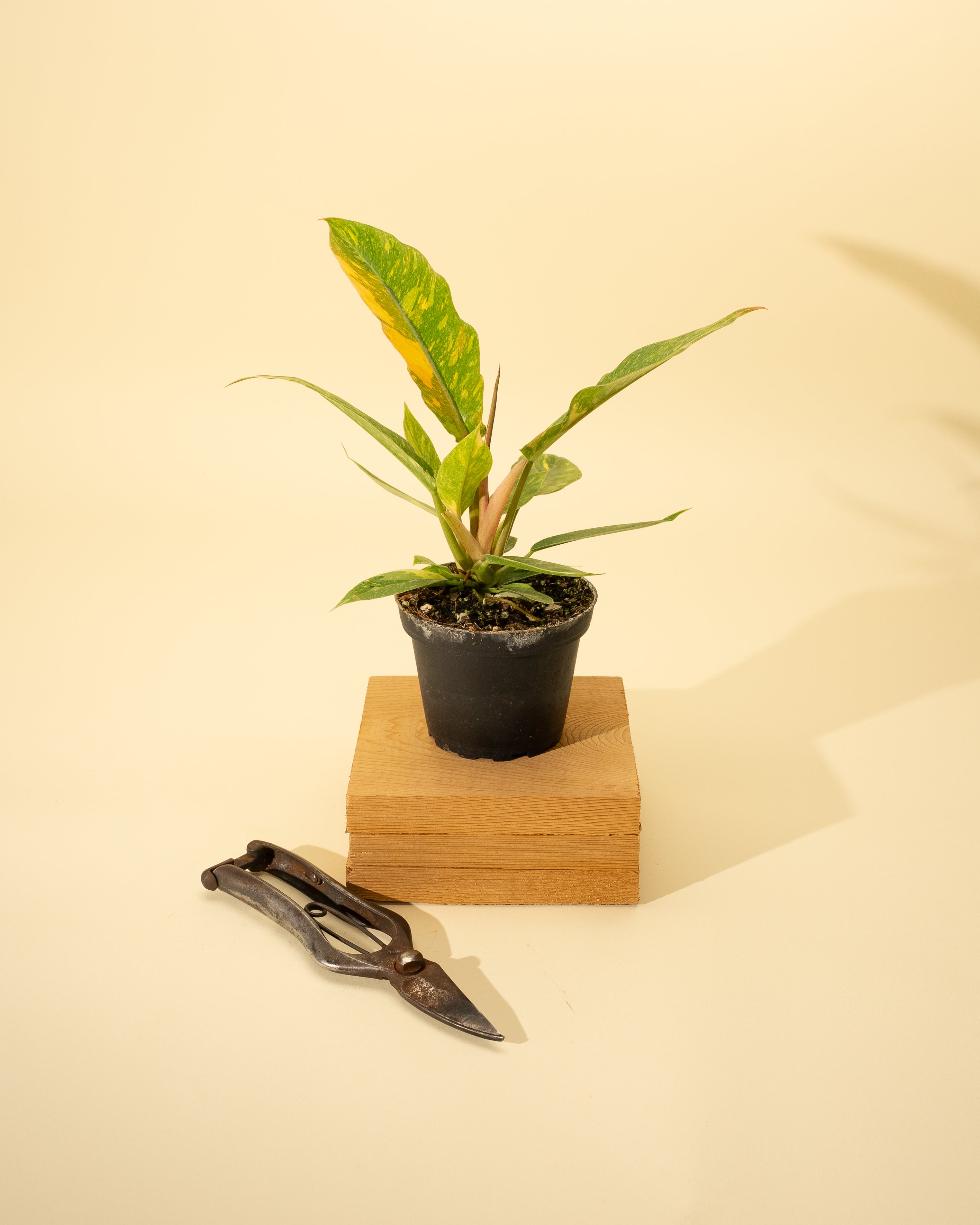variegated philodendron ring of fire Philodendron, 4in, Ring of Fire