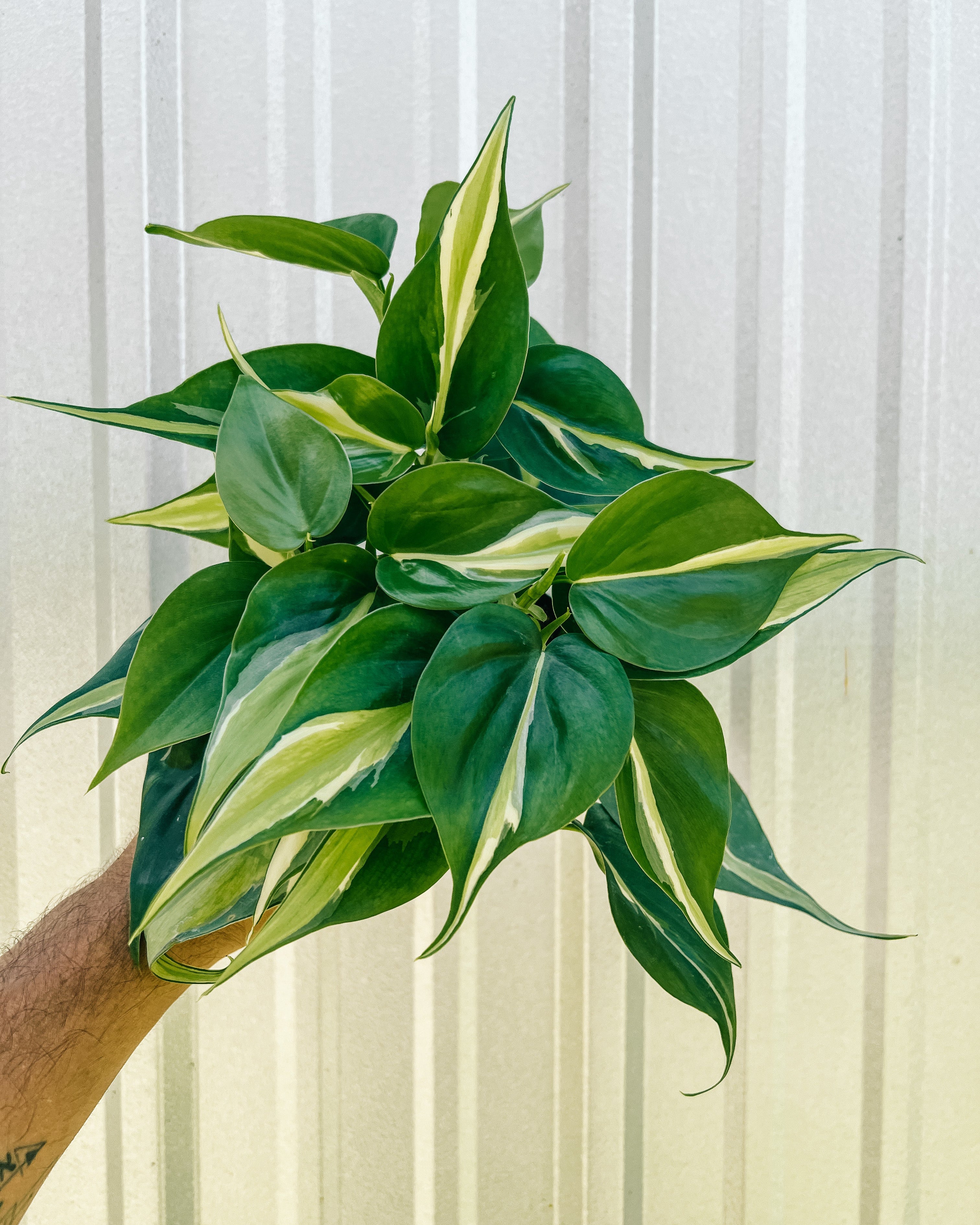 philodendron cordatum silver 4" Philodendron 'Silver Stripe'