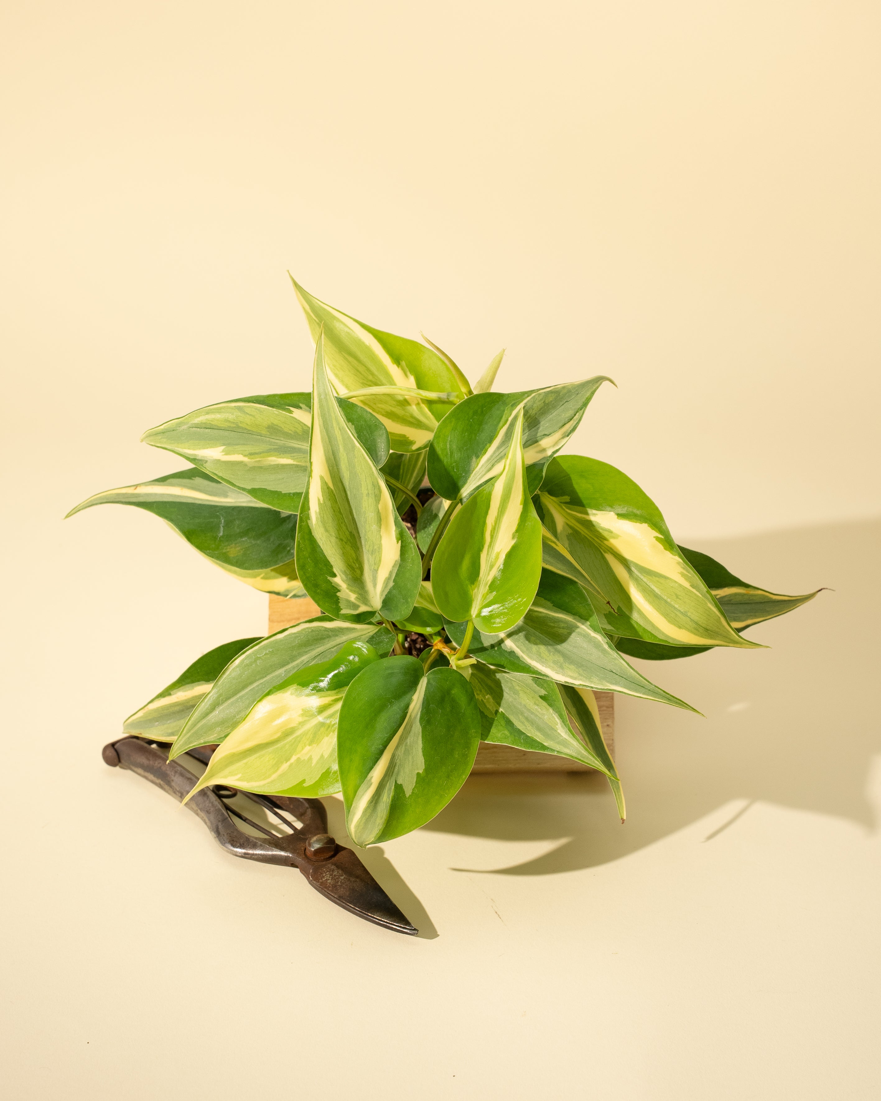 cream variegated philodendron 4" Philodendron 'Silver Stripe' (highly variegated) – BWH Plant Co