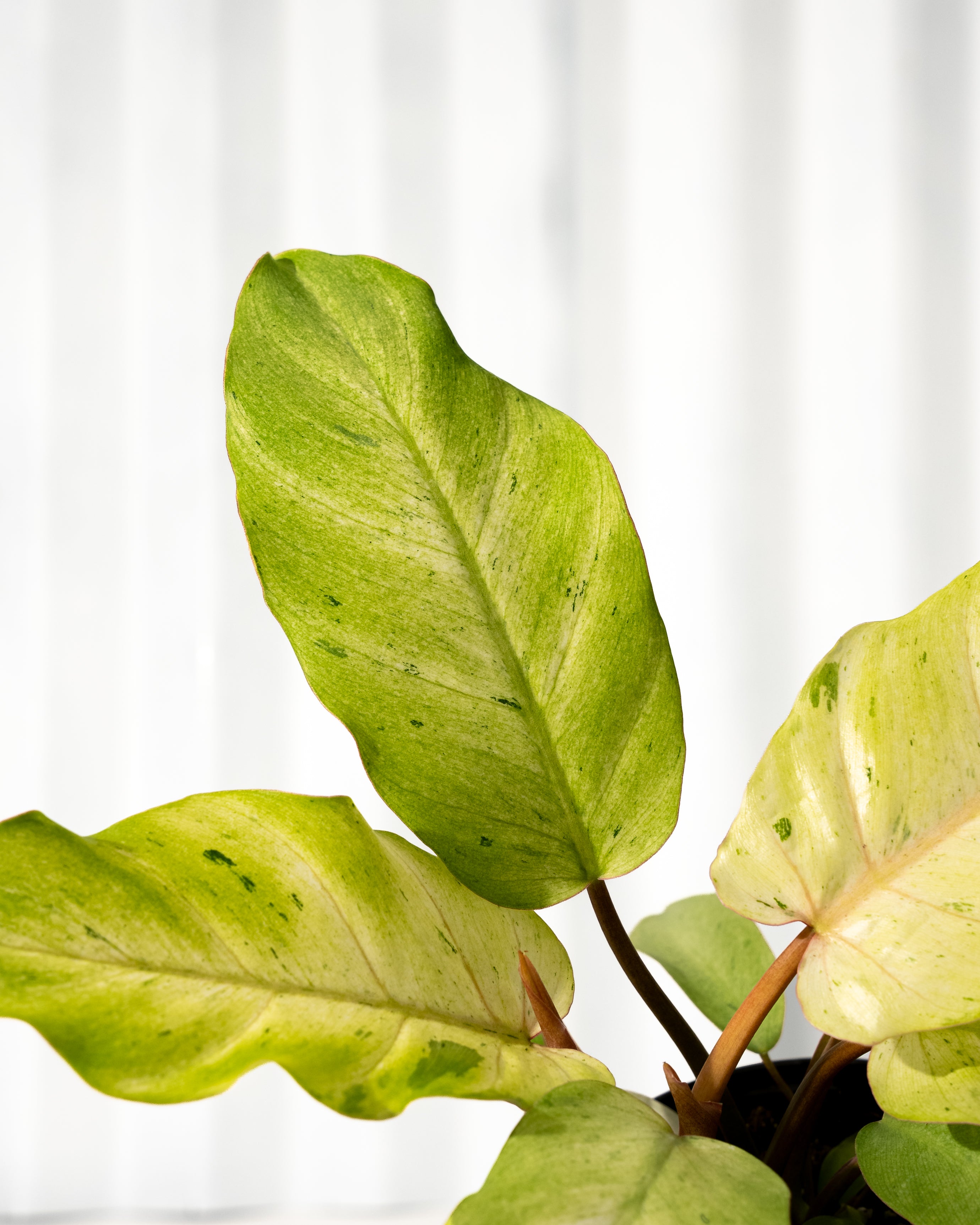 philodendron snowdrift mature size 4" Philodendron 'Snowdrift' – BWH Plant Co