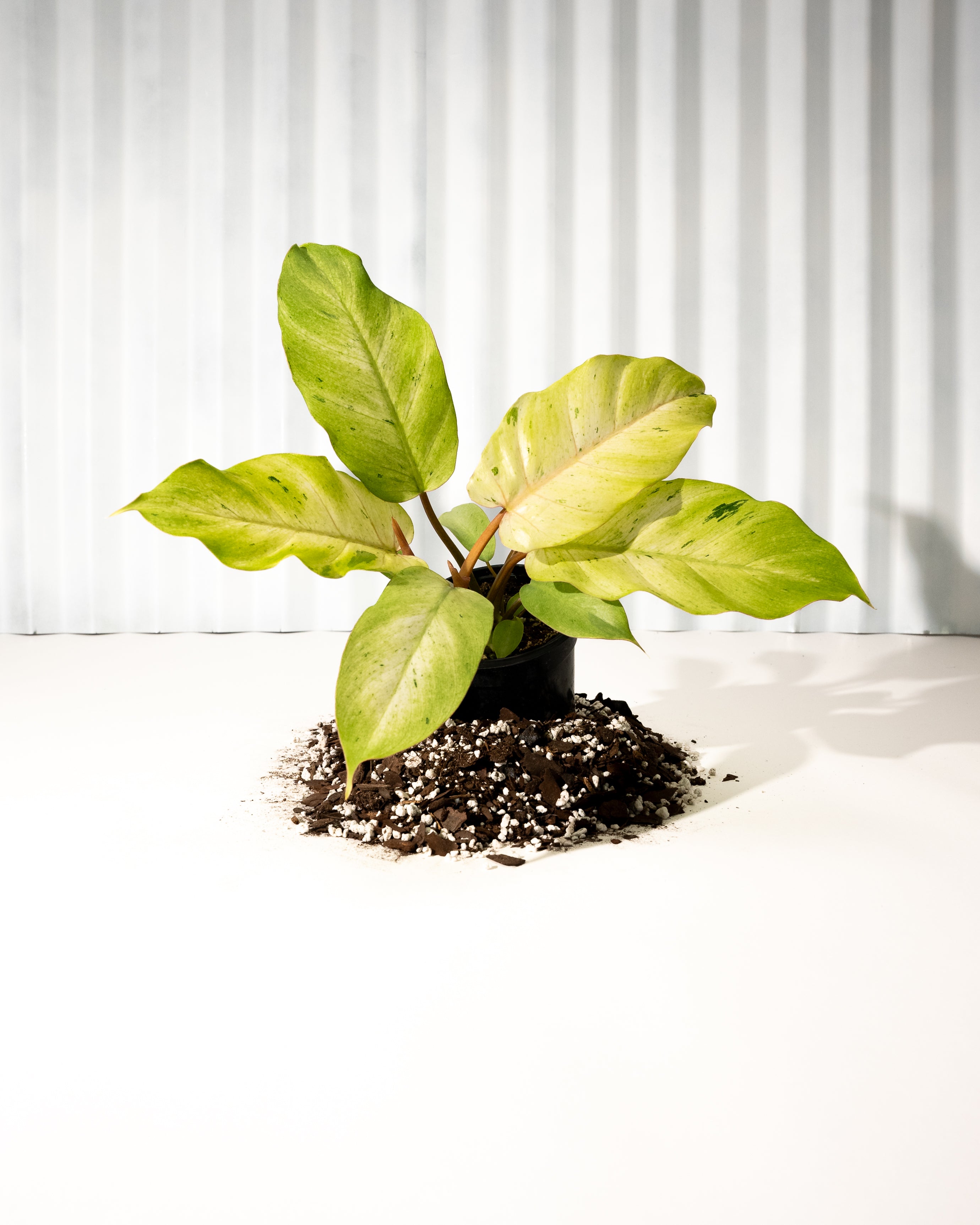 philodendron vigoro 4" Philodendron 'Snowdrift' – BWH Plant Co