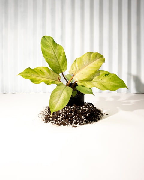 philodendron snowdrift mature size 4" Philodendron 'Snowdrift'