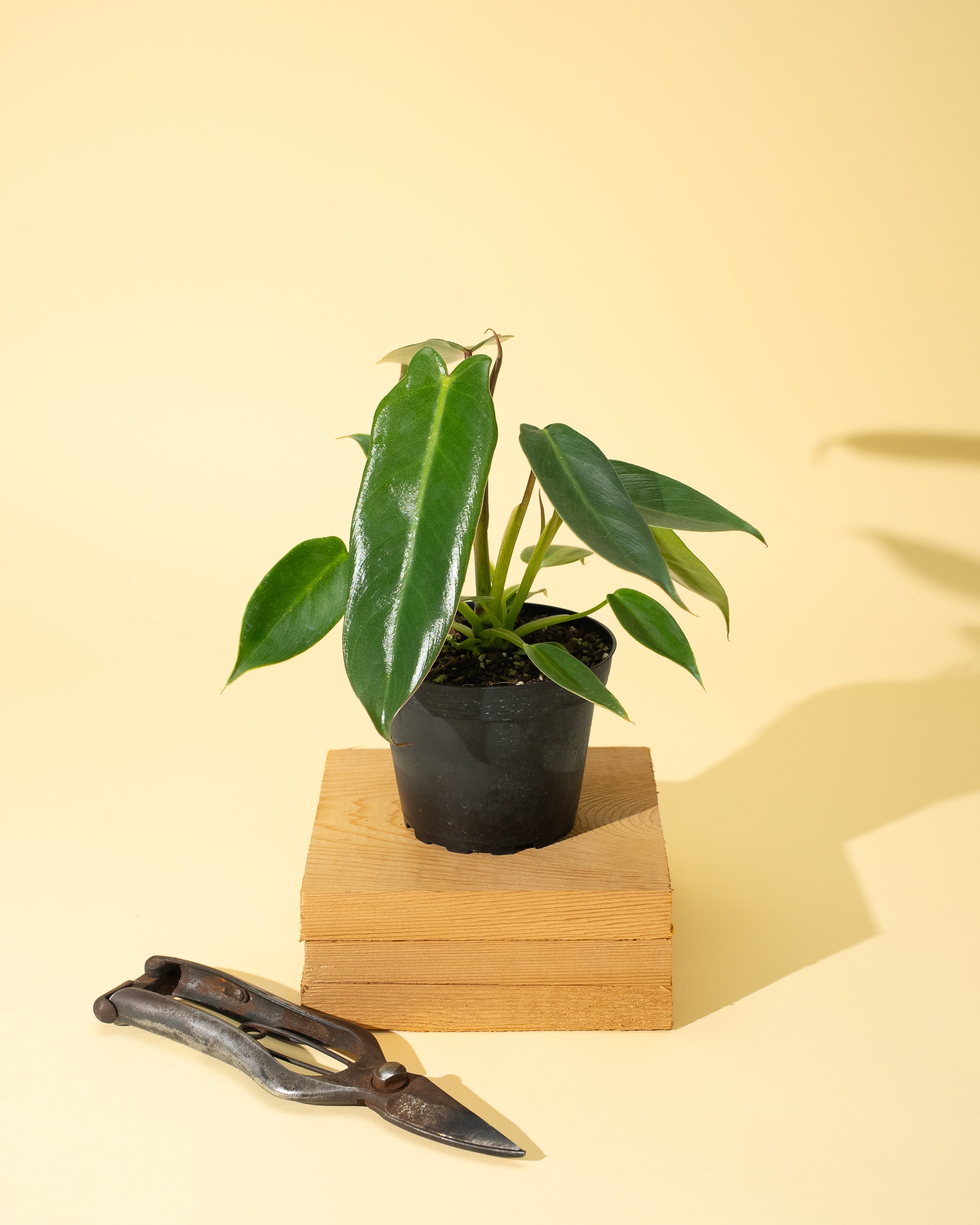 philodendron 'spiritus sancti' 4" Philodendron 'Spiritus Sancti'