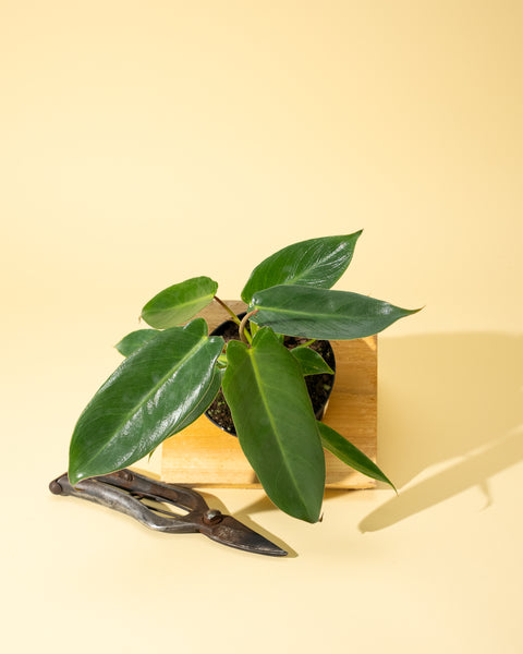 philodendron wick 4" Philodendron 'Spiritus Sancti' – BWH Plant Co
