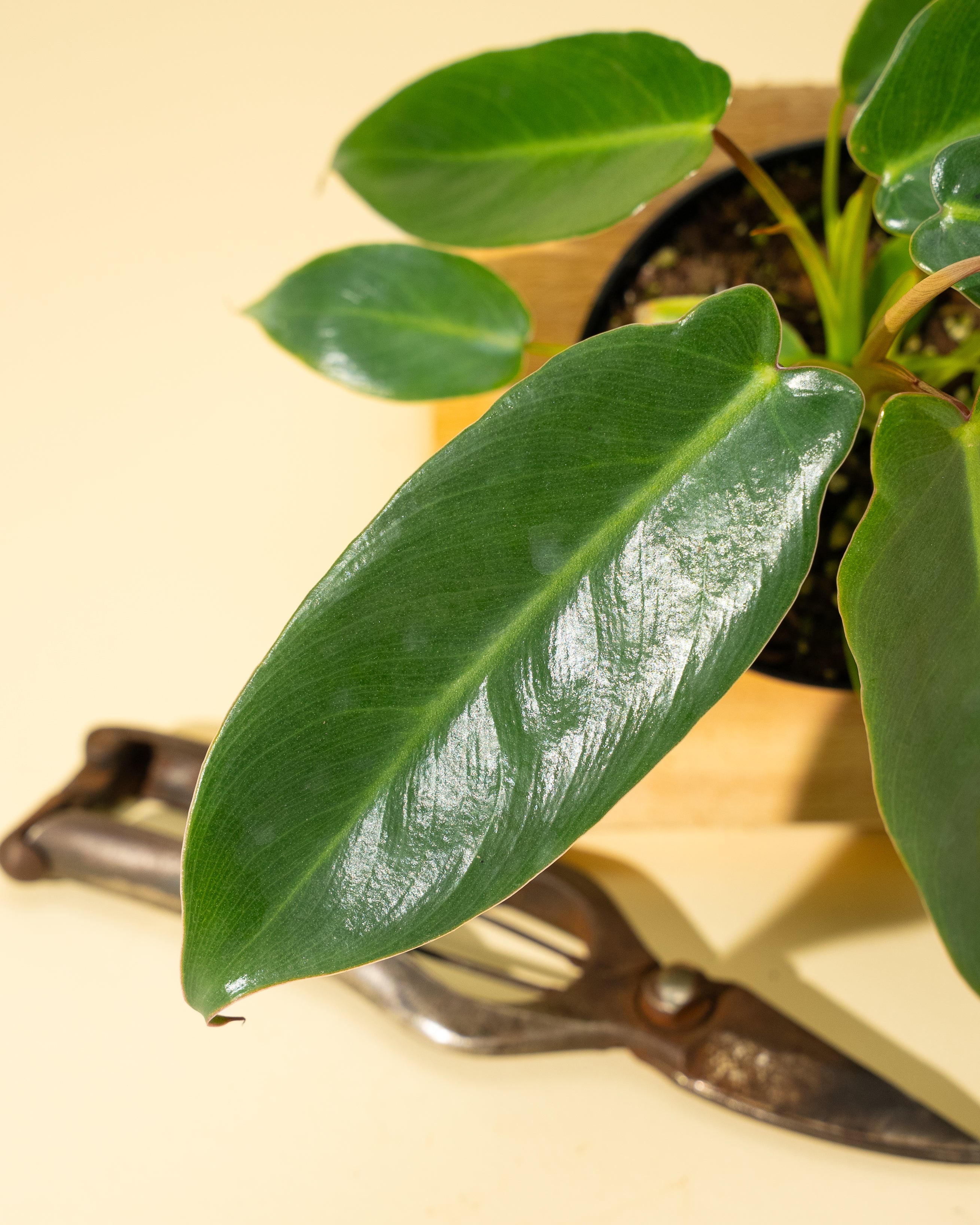 philodendron spiritus sancti seeds for sale 4" Philodendron 'Spiritus Sancti' – BWH Plant Co