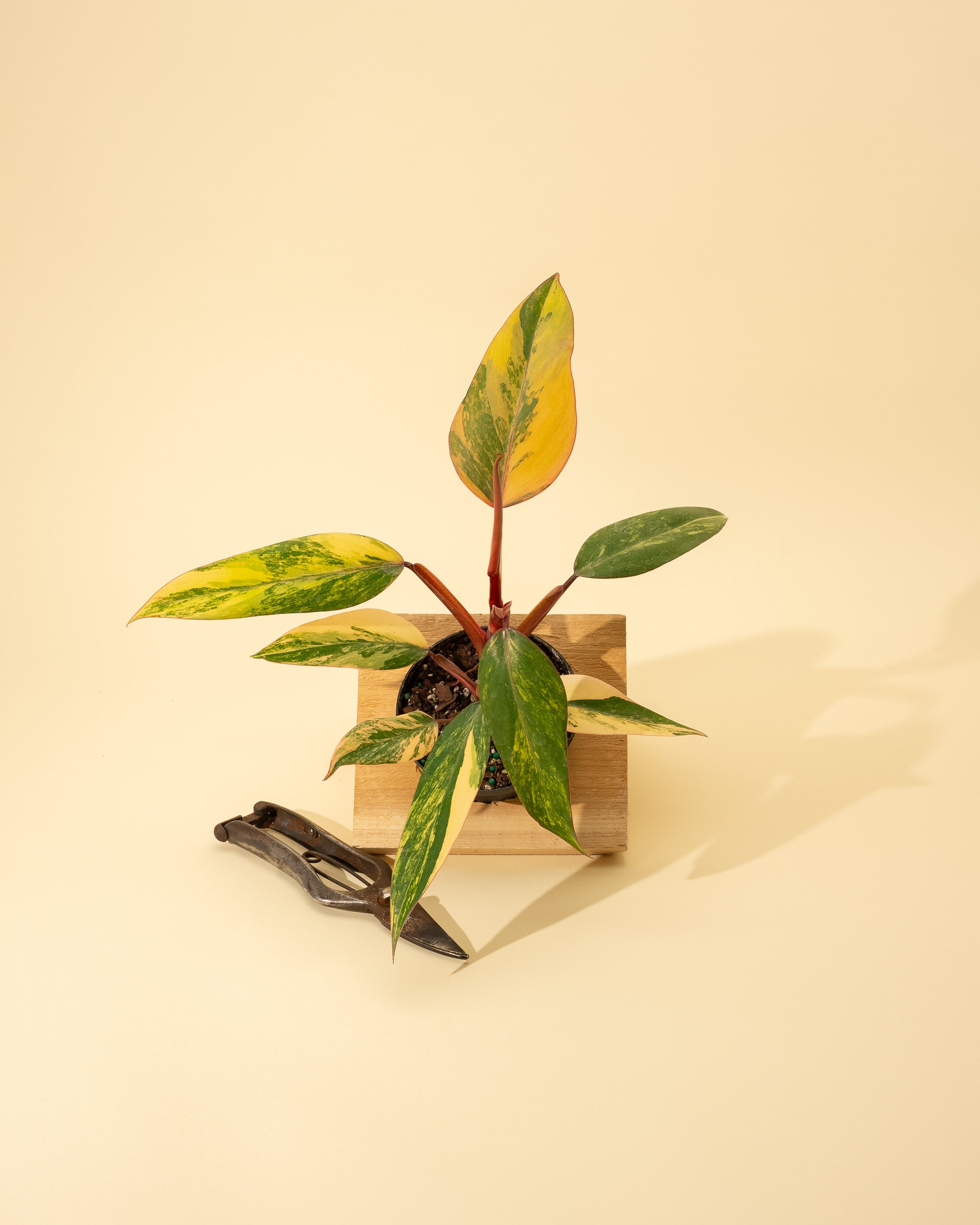 philodendron strawberry shake mature 4" Philodendron 'Strawberry Shake' – BWH Plant Co