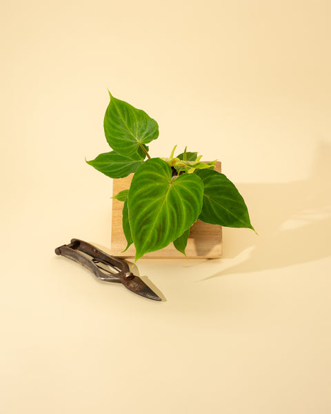 indoor philodendron verrucosum 4" Philodendron 'Verrucosum' – BWH Plant Co