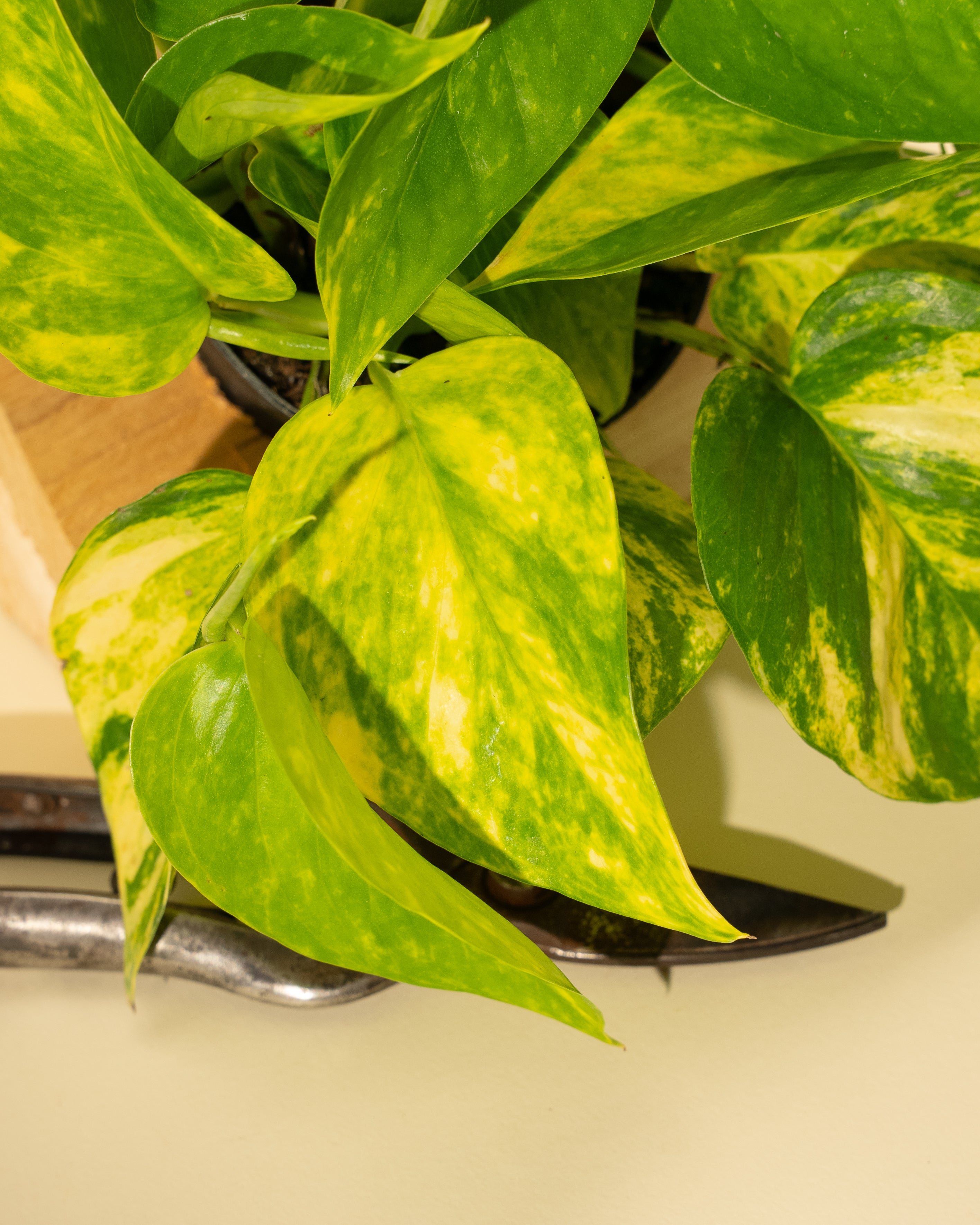 pothos plant variegated 4" Pothos 'Golden Hi Color'