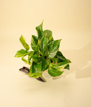 A variegated pothos plant with creamy white and green marbled leaves in a 4-inch pot, placed against a beige background.