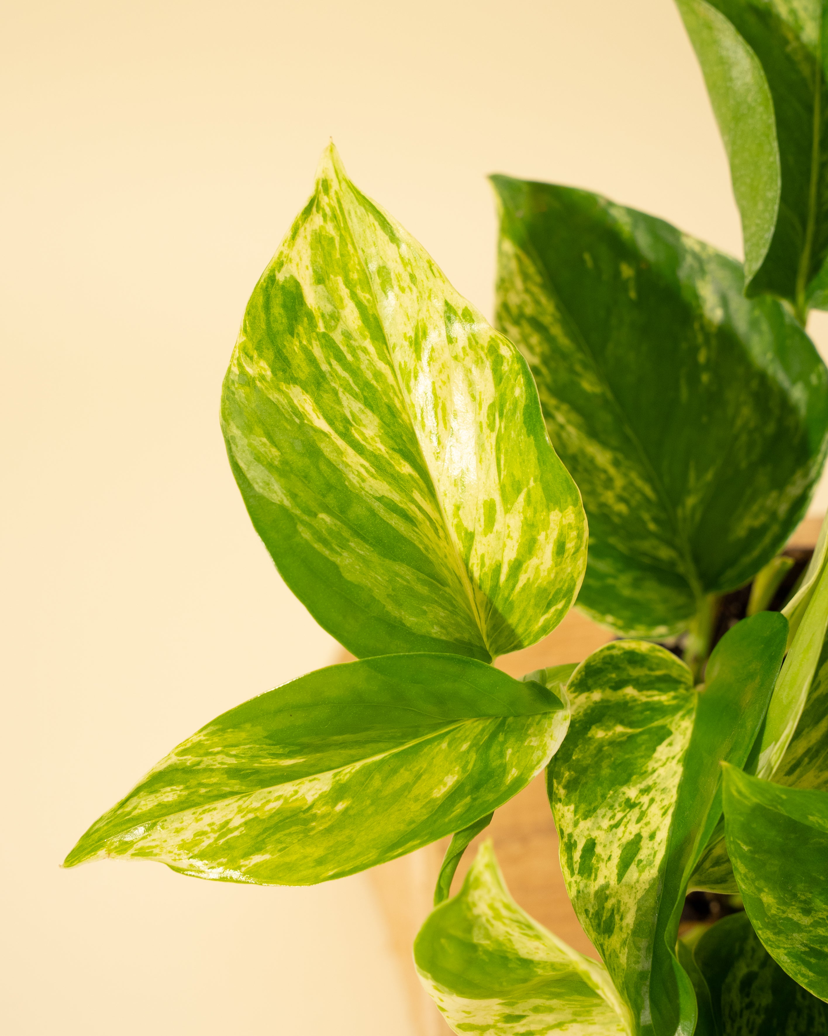 marble pothos yellow leaves 4" Pothos 'Marble Queen'