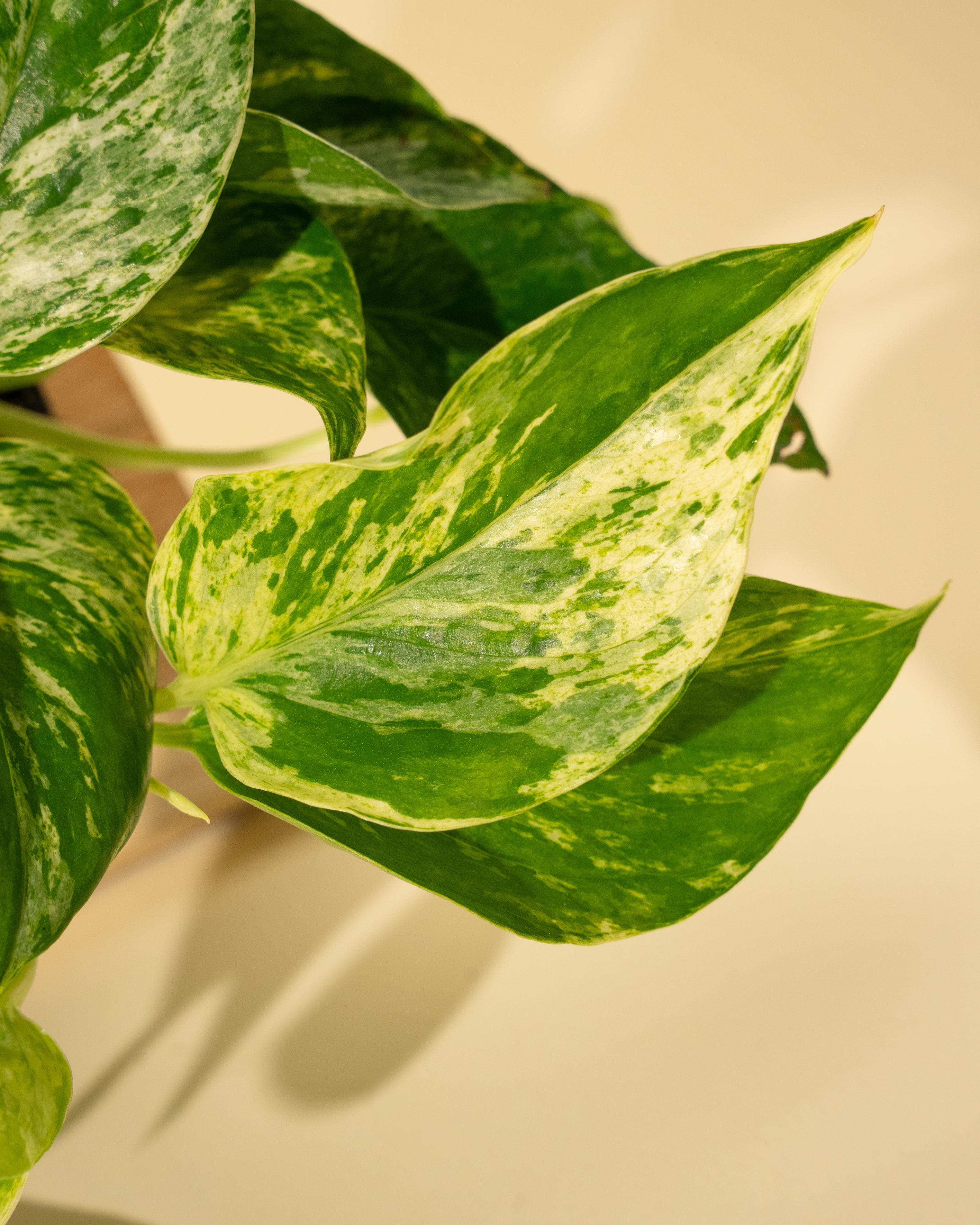 pothos panaché 4" Pothos 'Marble Queen'