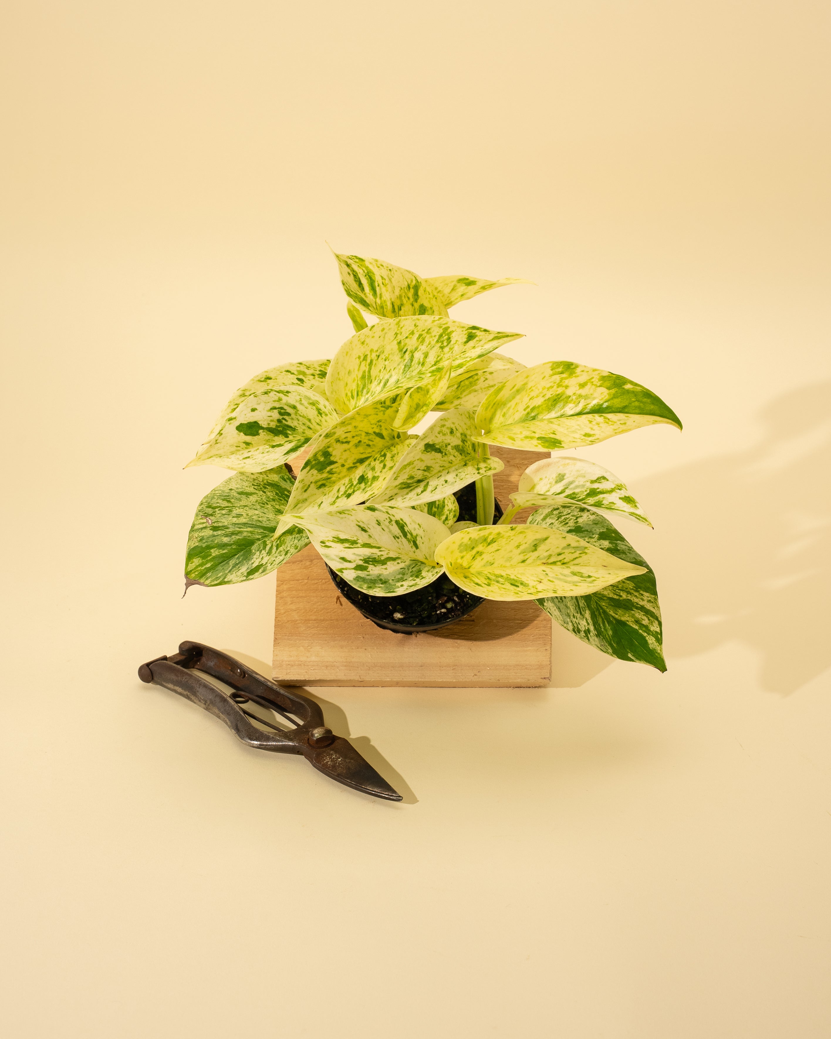 marble queen pothos toxic to dogs 4" Pothos 'Marble Queen' (Hi Color)