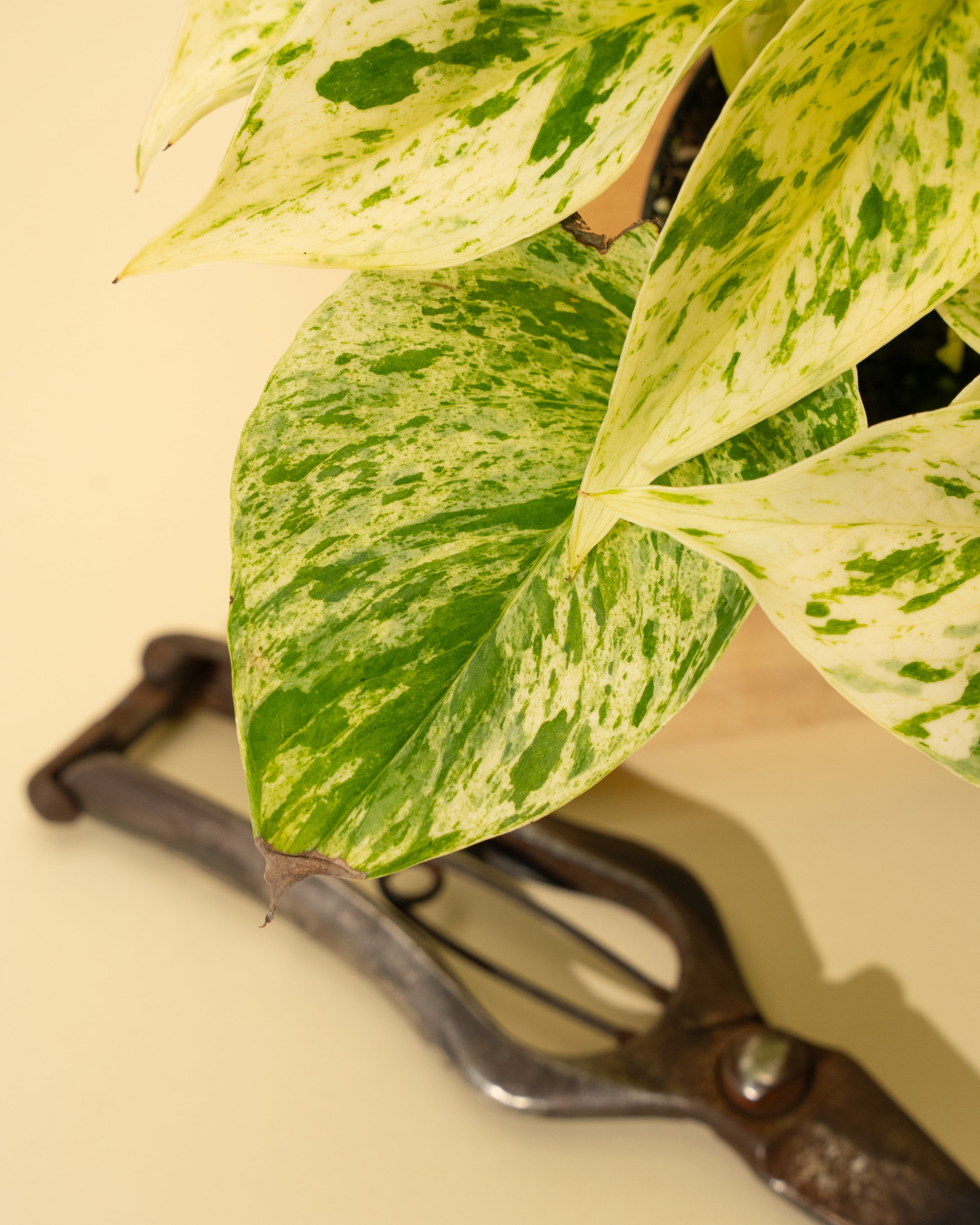 money plant marble queen 4" Pothos 'Marble Queen' (Hi Color)