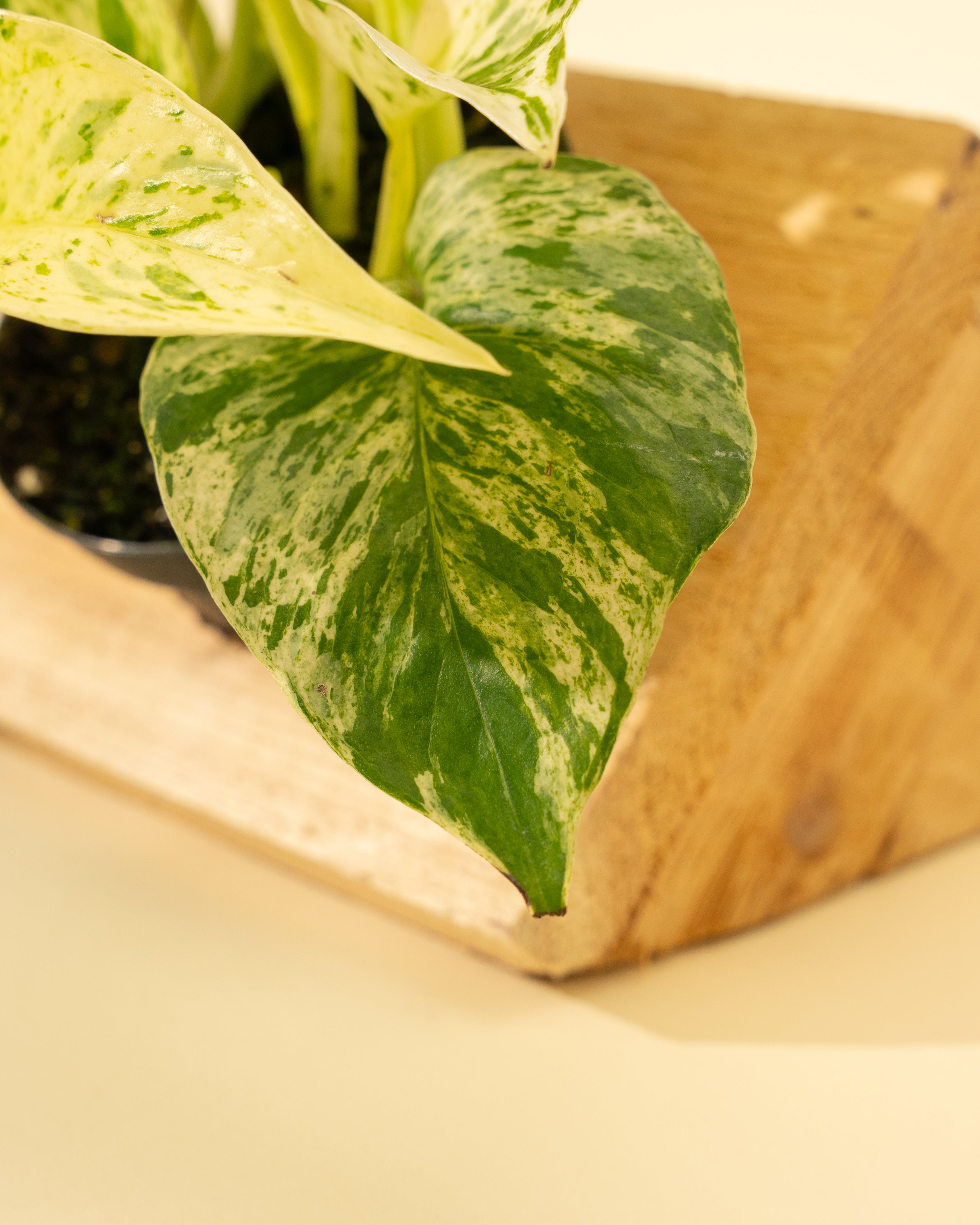golden pothos or marble queen 4" Pothos 'Marble Queen' (Hi Color)