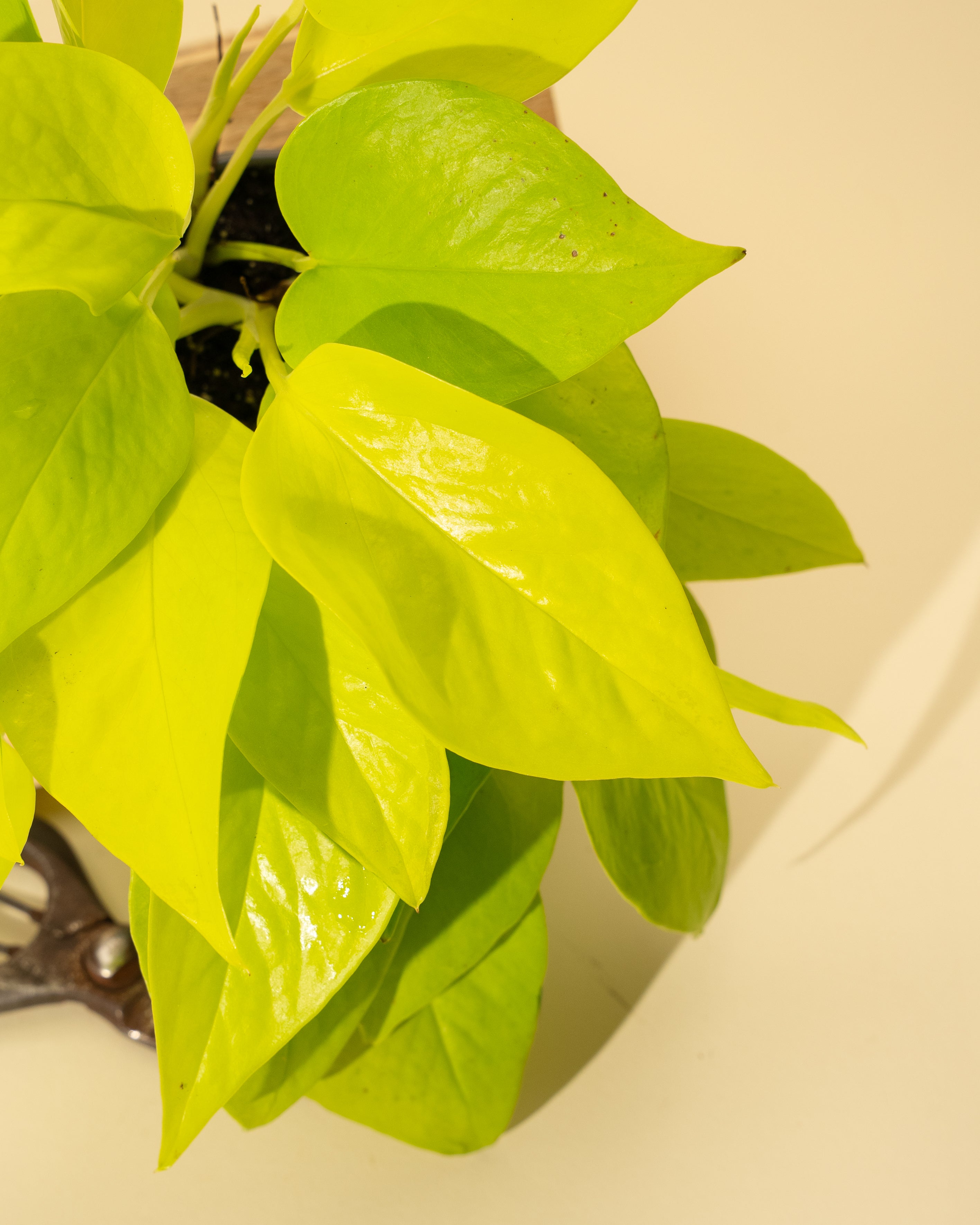 neon lime pothos 4" Pothos 'Neon'
