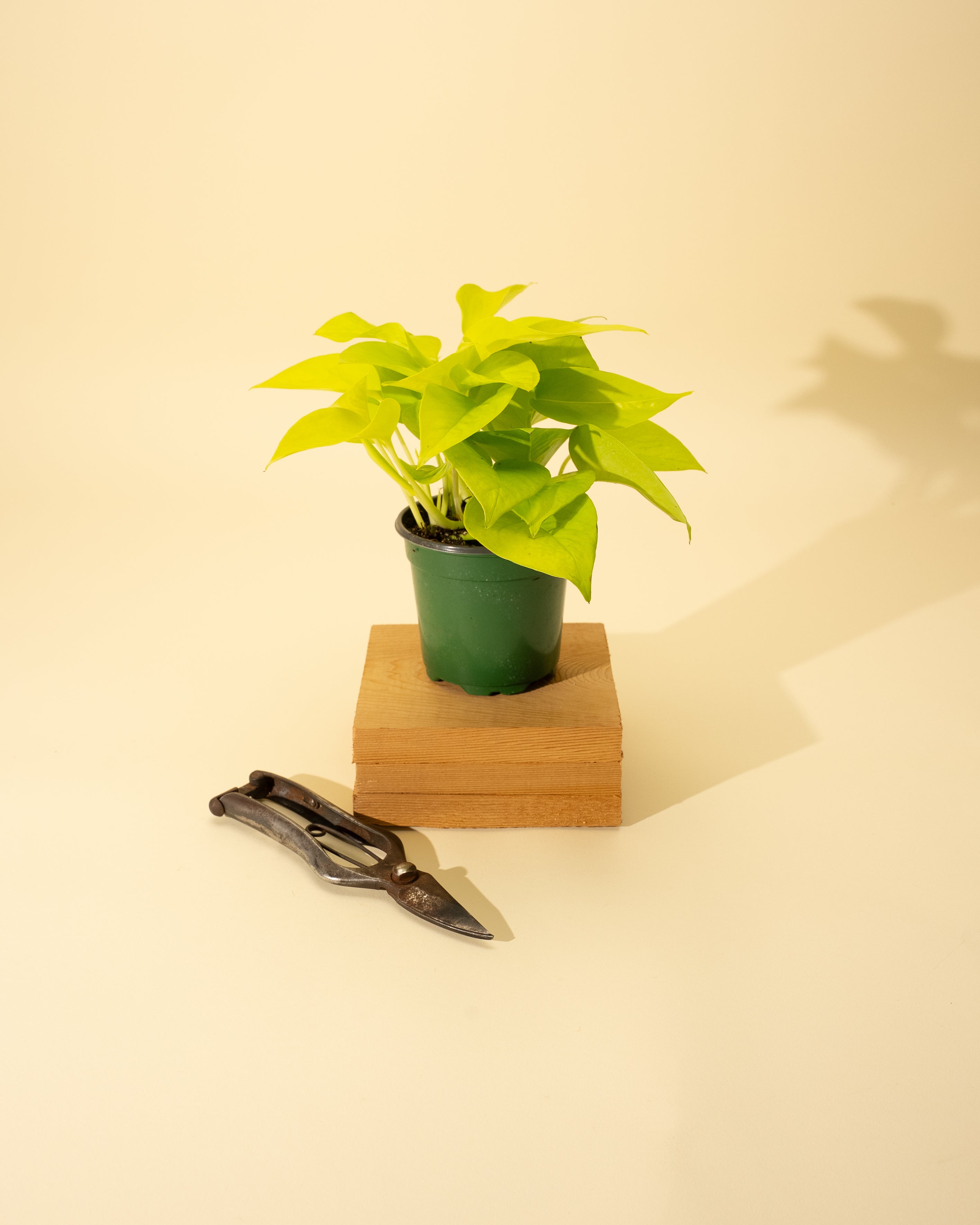 huge neon pothos 4" Pothos 'Neon'