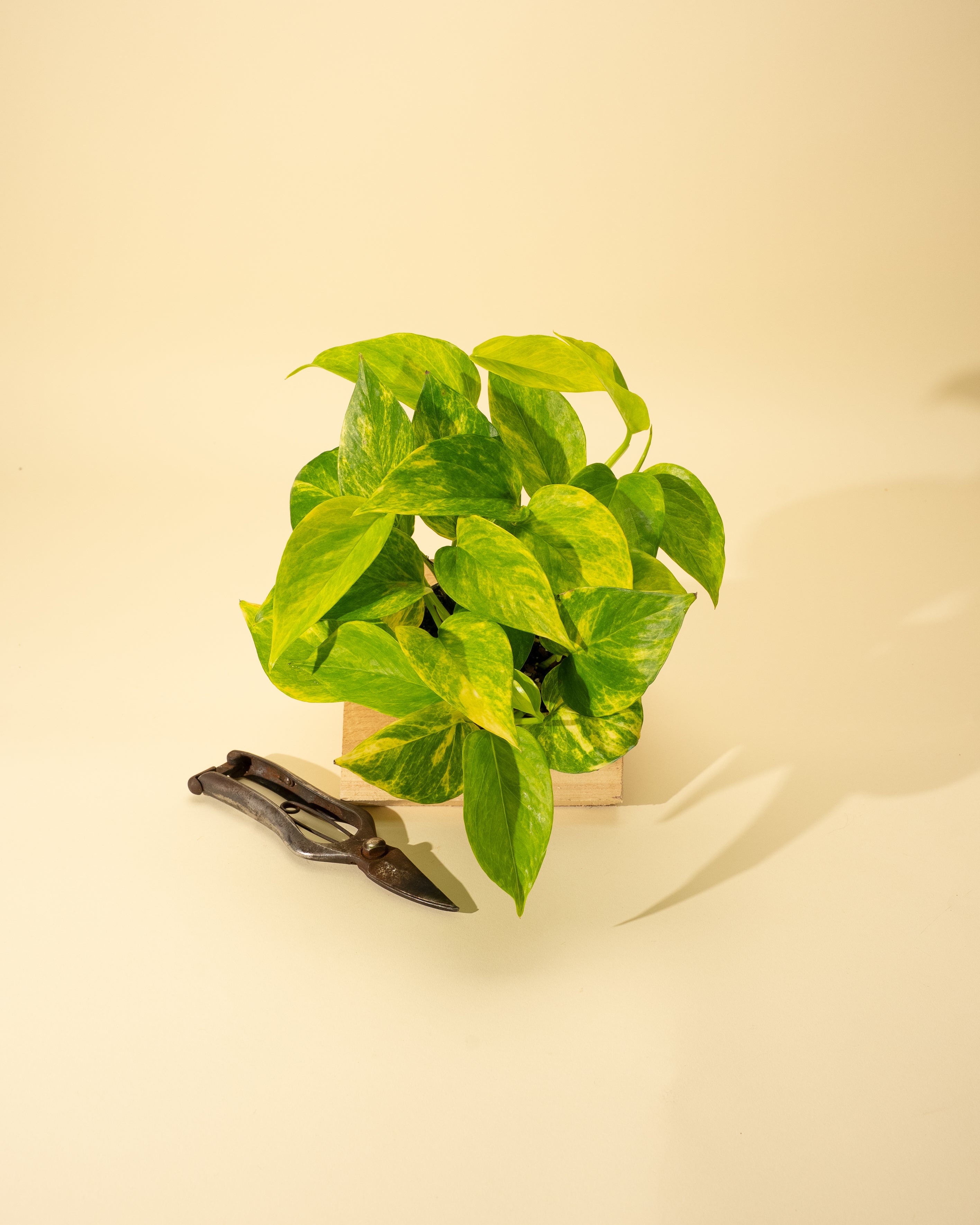 golden pothos vs neon pothos 4" Pothos 'Neon Queen' – BWH Plant Co