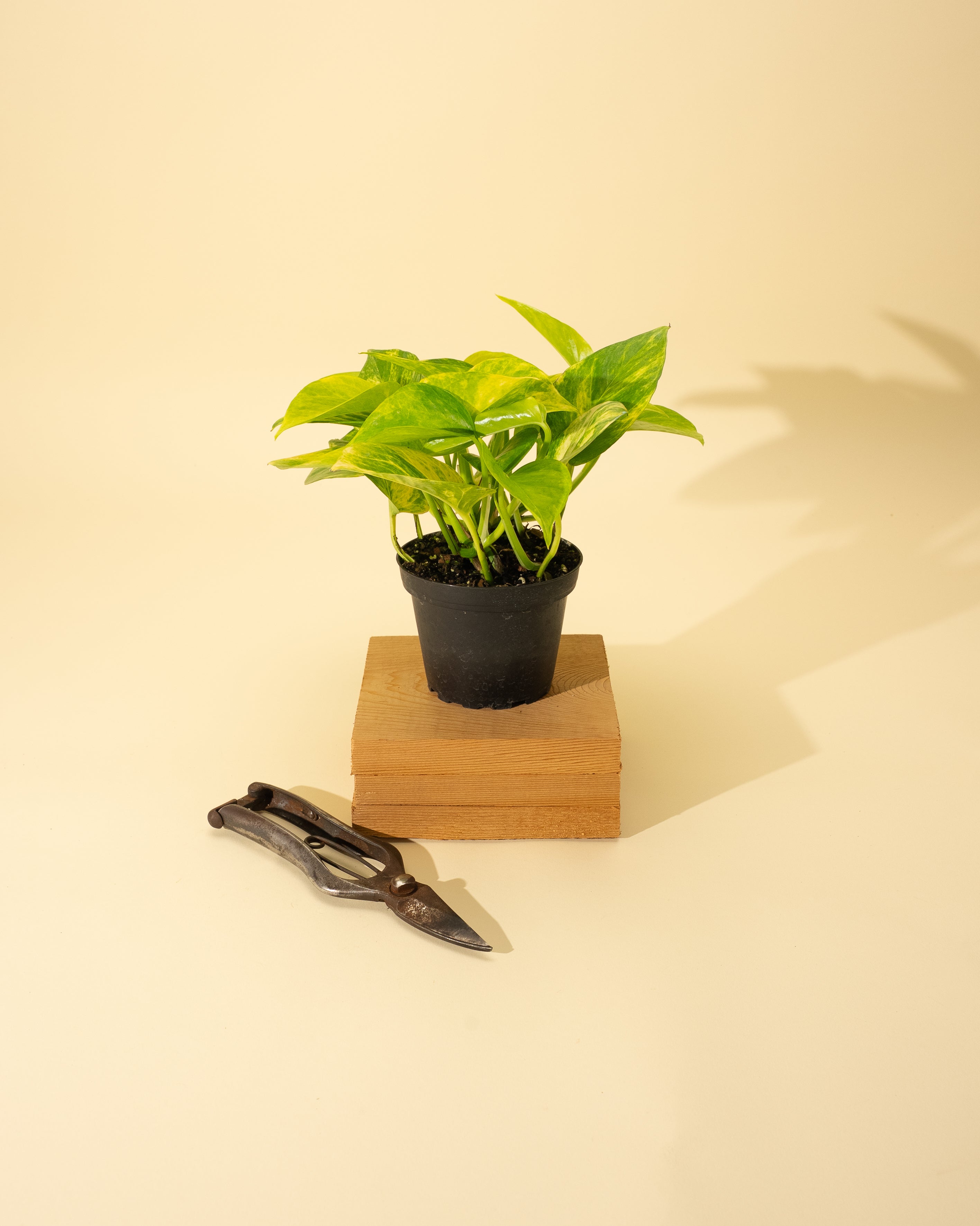 neon vs golden pothos 4" Pothos 'Neon Queen' – BWH Plant Co