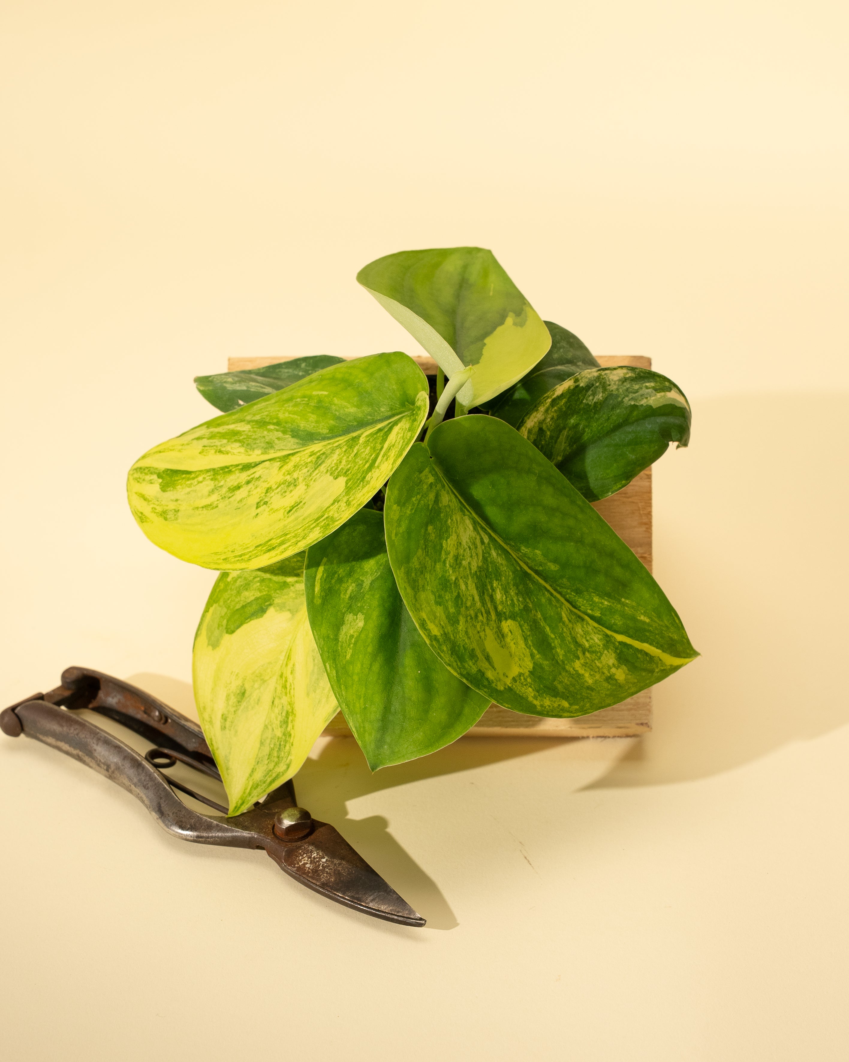 jade pothos yellow leaves 4" Variegated Scindapsus 'Jade Satin' – BWH Plant Co