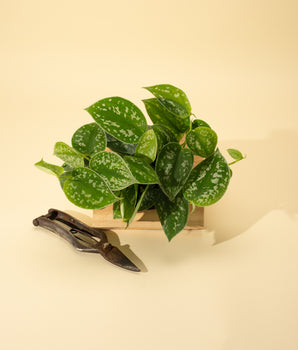 A potted Scindapsus 'Silvery Ann' with heart-shaped leaves marked by heavy silver variegation, placed on a neutral background alongside a pair of pruning shears.