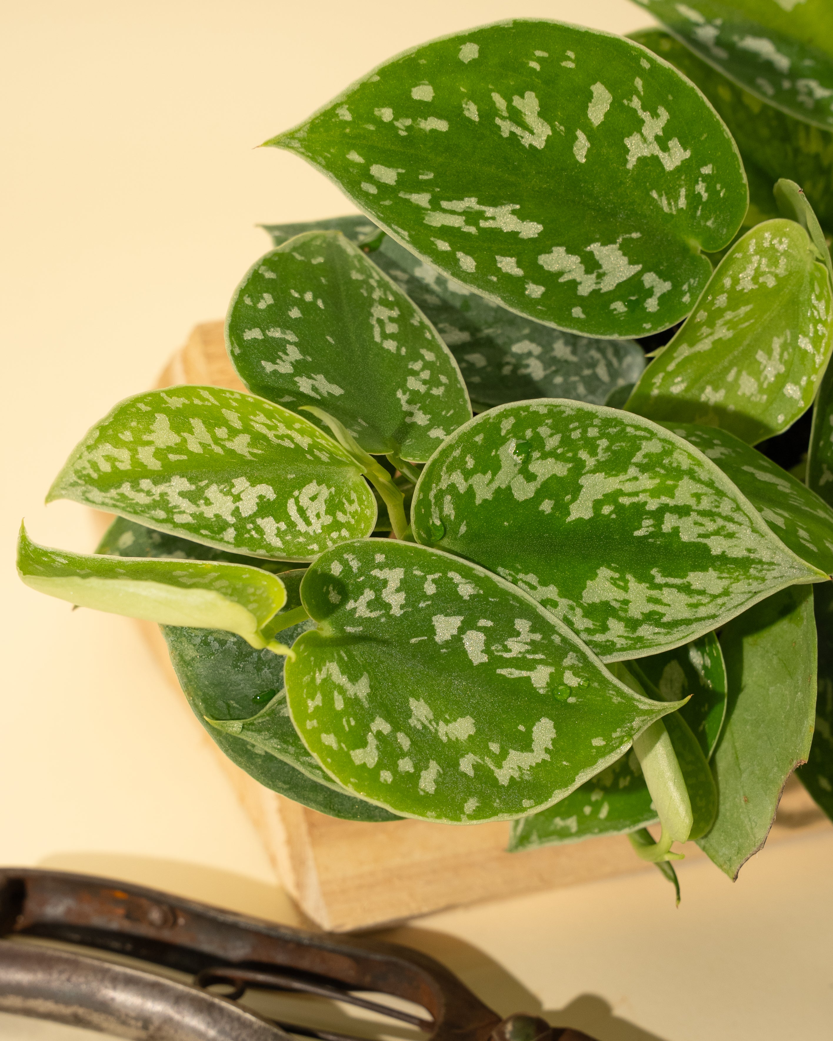 philodendron silvery ann 4" Scindapsus 'Silvery Ann'