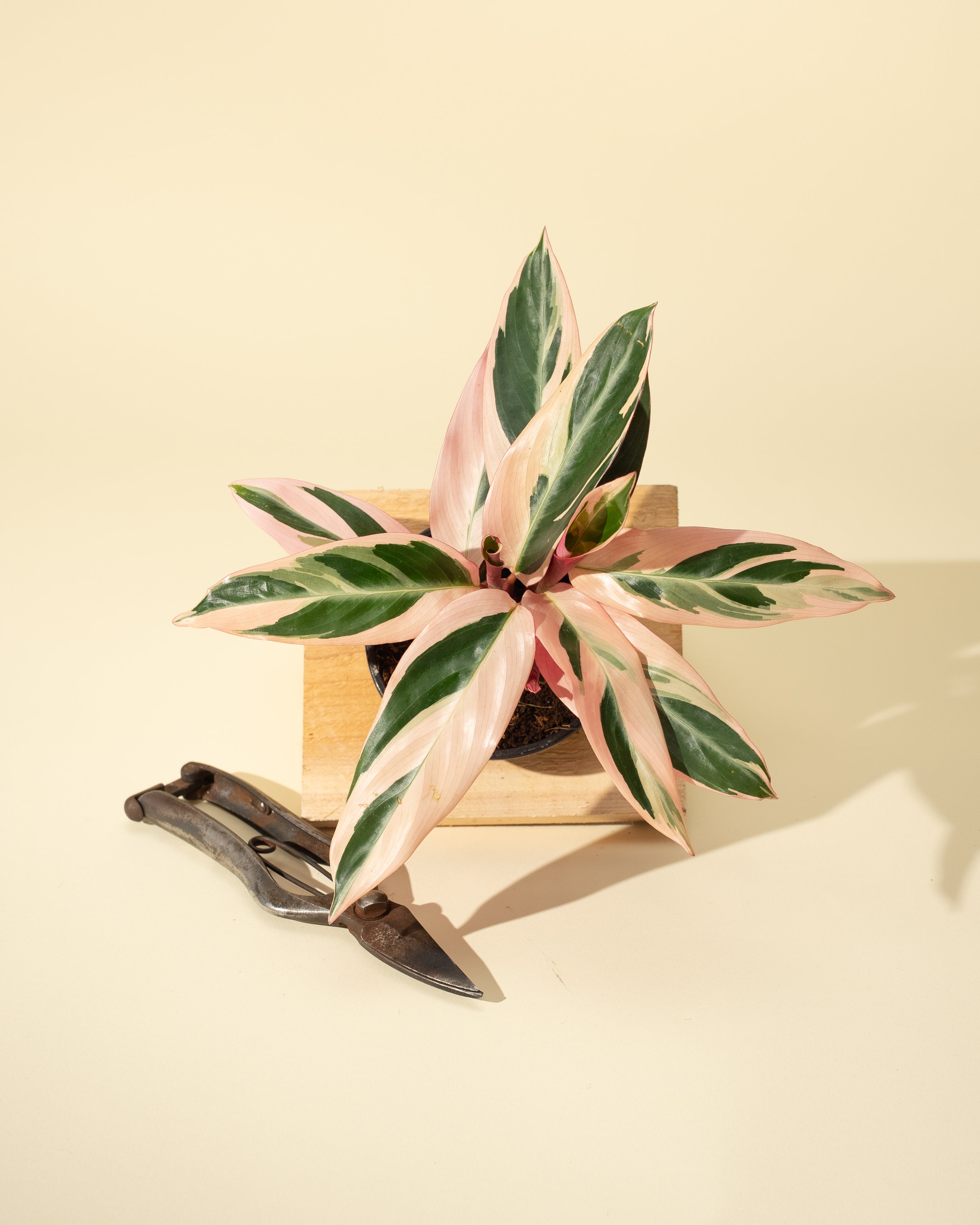 philodendron triostar 4" Stromanthe ‘Trio Star'