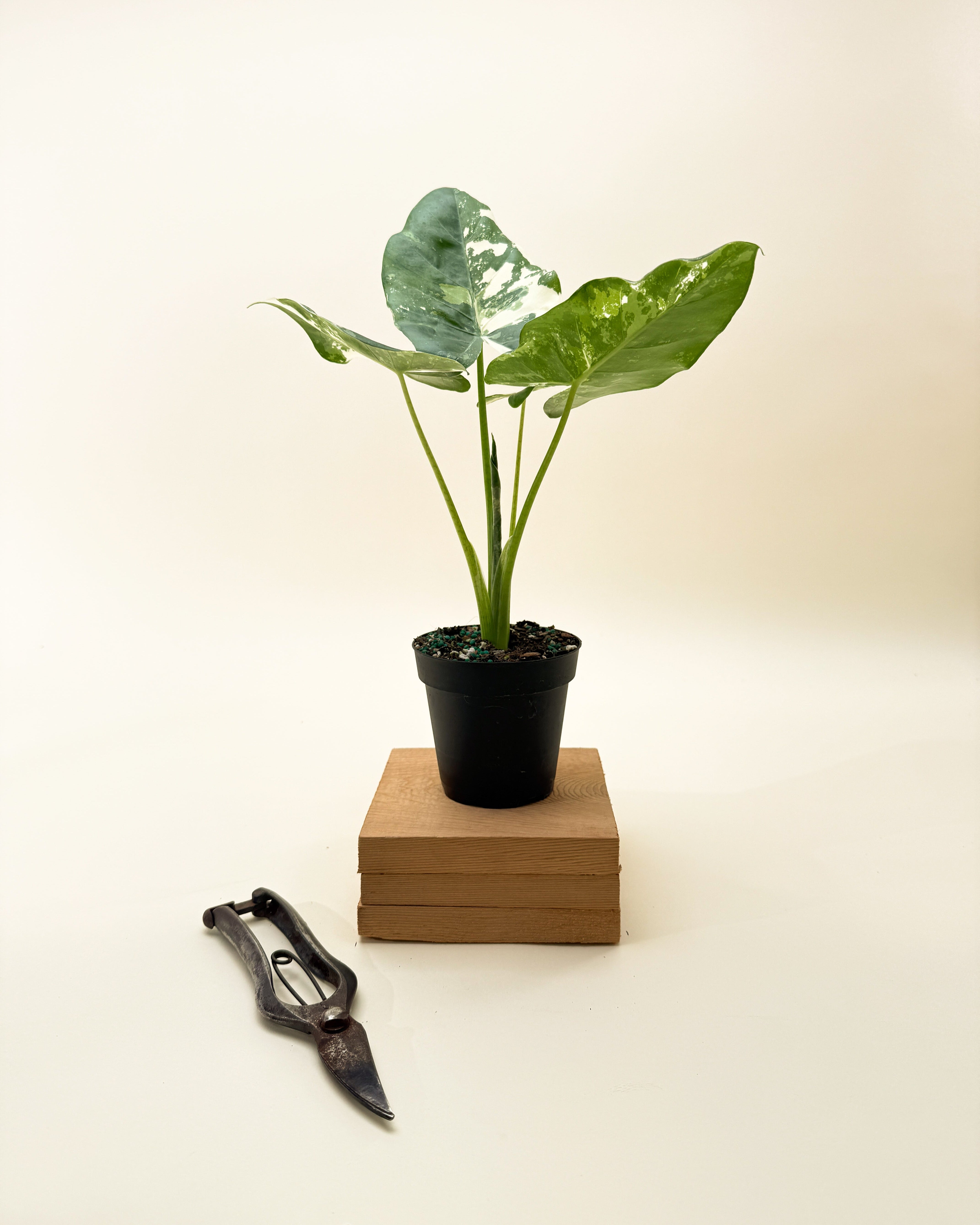 Lg. Alocasia Macrorrhiza Variegata Elephant Ear Plant In 4" Pot - Kens - Foto 10