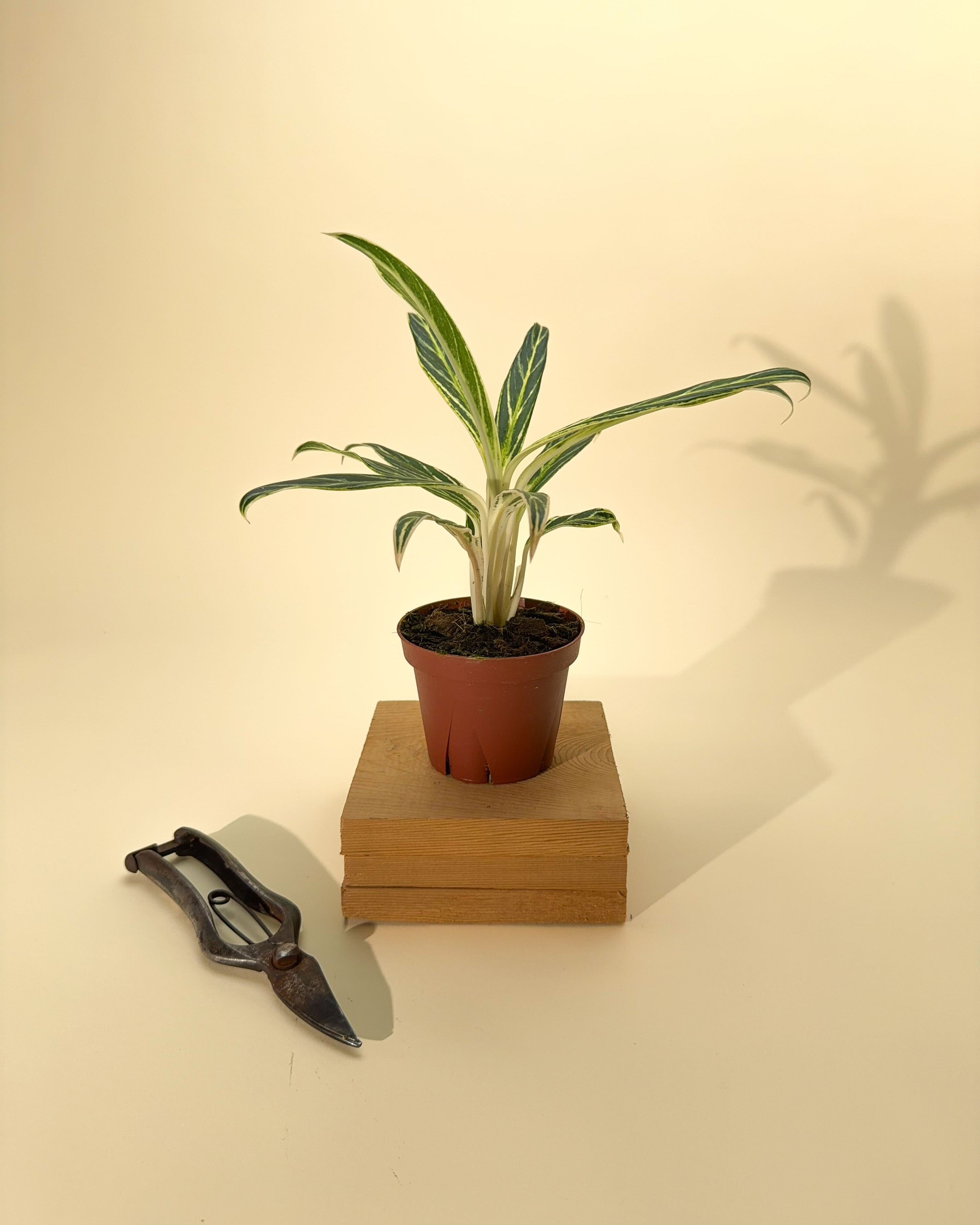 aglaonema bamboo care 4" Aglaonema 'Bamboo'