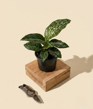 4" Aglaonema 'Spilt Milk'