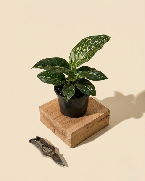 sill aglaonema wishes 4" Aglaonema 'Spilt Milk' – BWH Plant Co