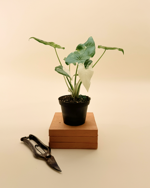 alocasia okinawa silver variegata 4