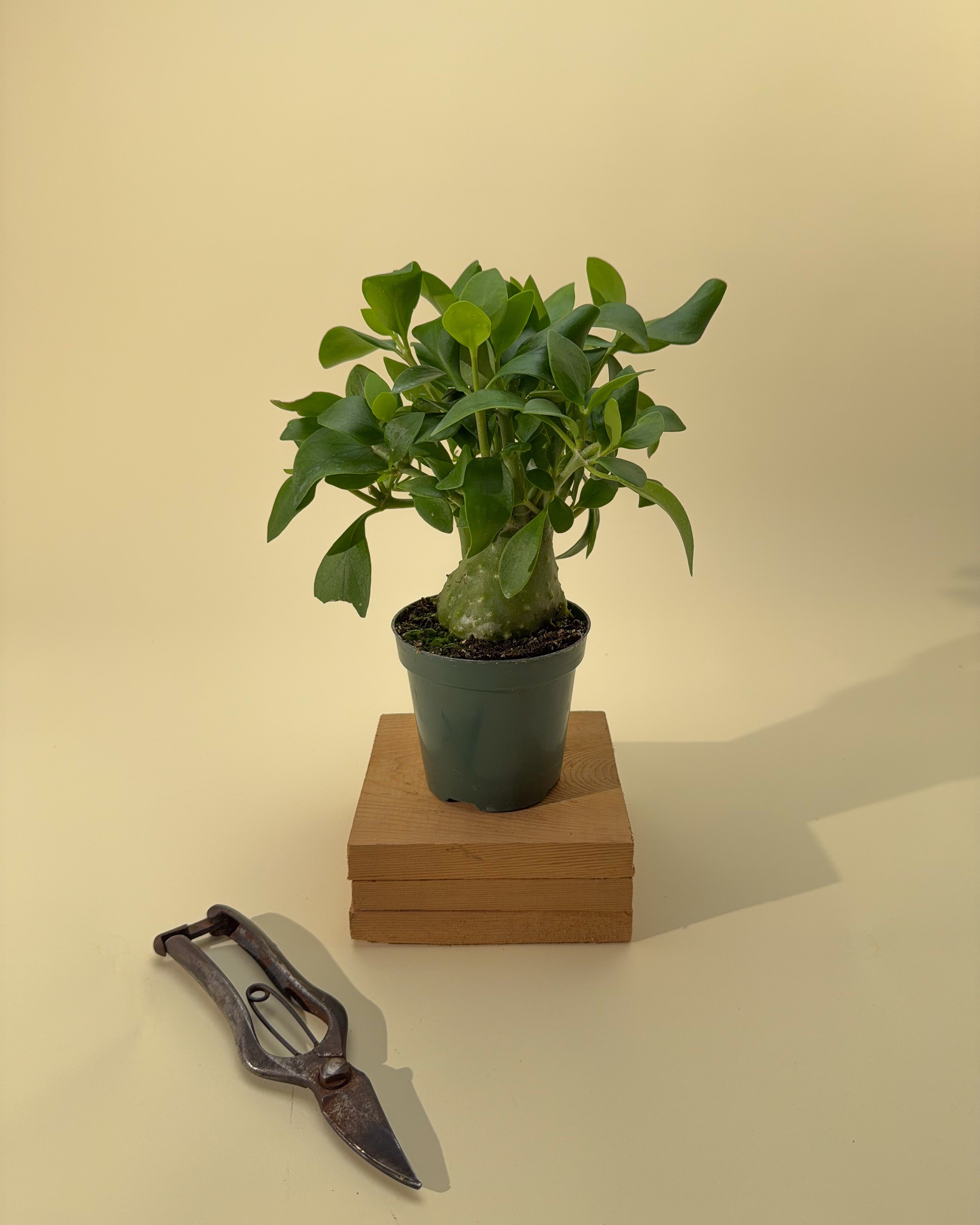 ant plant indoor 4" Hydnophytum Papuanum 'Ant Plant' – BWH Plant Co