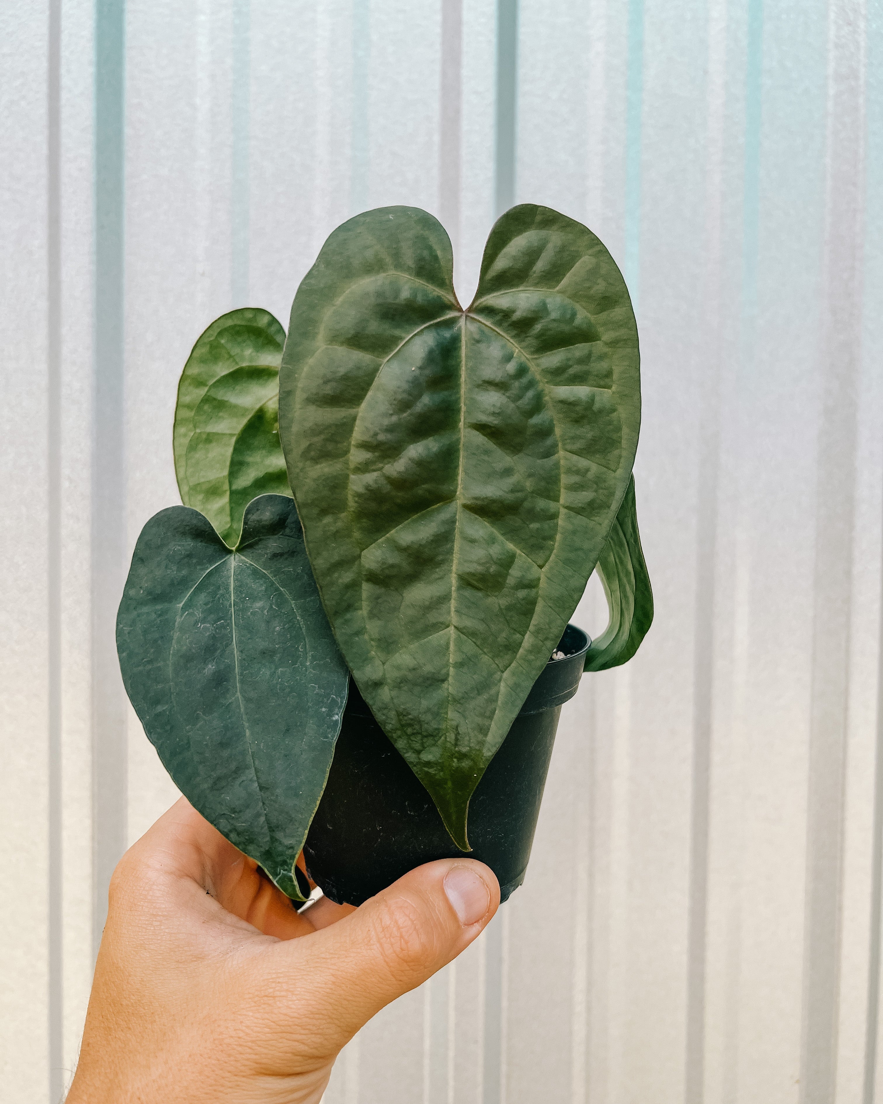 dark anthurium 4" Anthurium 'Ace of Spades F2' (Dark Form)
