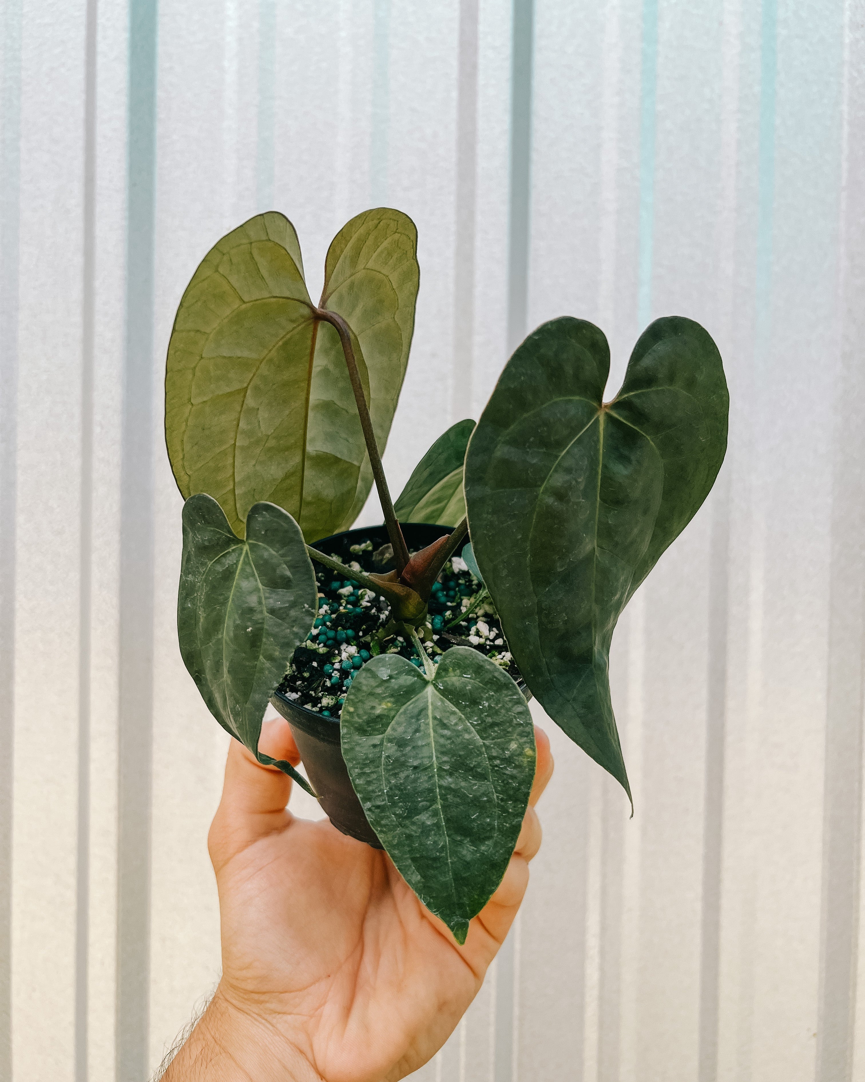 philodendron ace of spades 4" Anthurium 'Ace of Spades F2' (Dark Form)