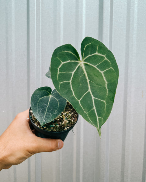 anthurium lavinia 4" Anthurium 'Clarinervium Hybrid' – BWH Plant Co