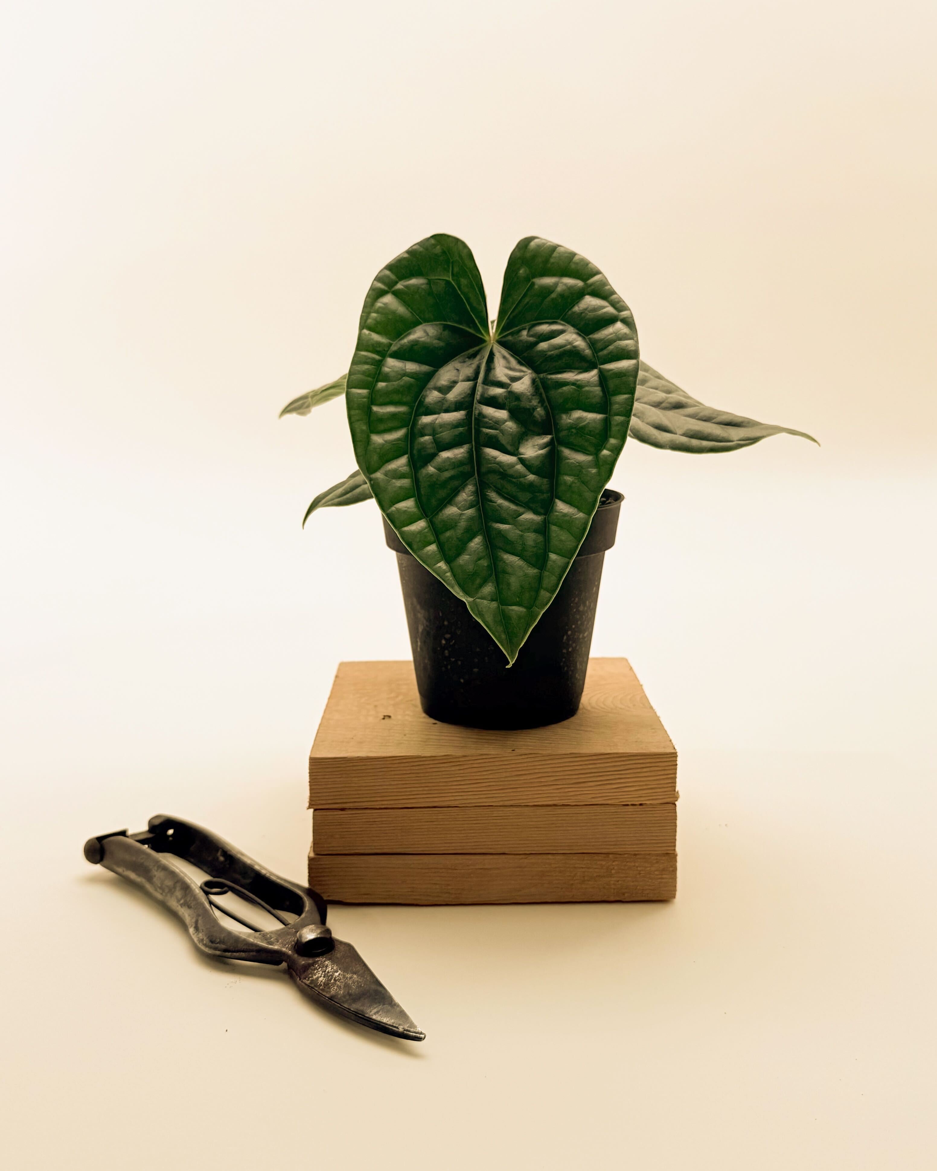 anthurium luxurians humidity 4" Anthurium 'Luxurians' – BWH Plant Co