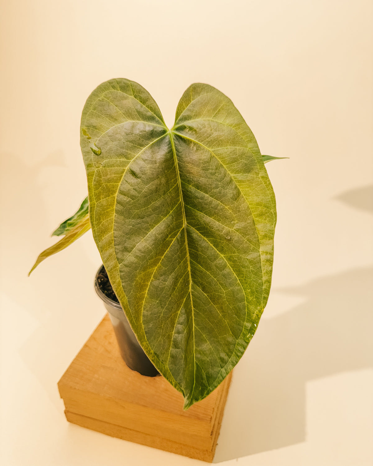 BWH Plant Co 4" Anthurium 'Queen of Hearts'