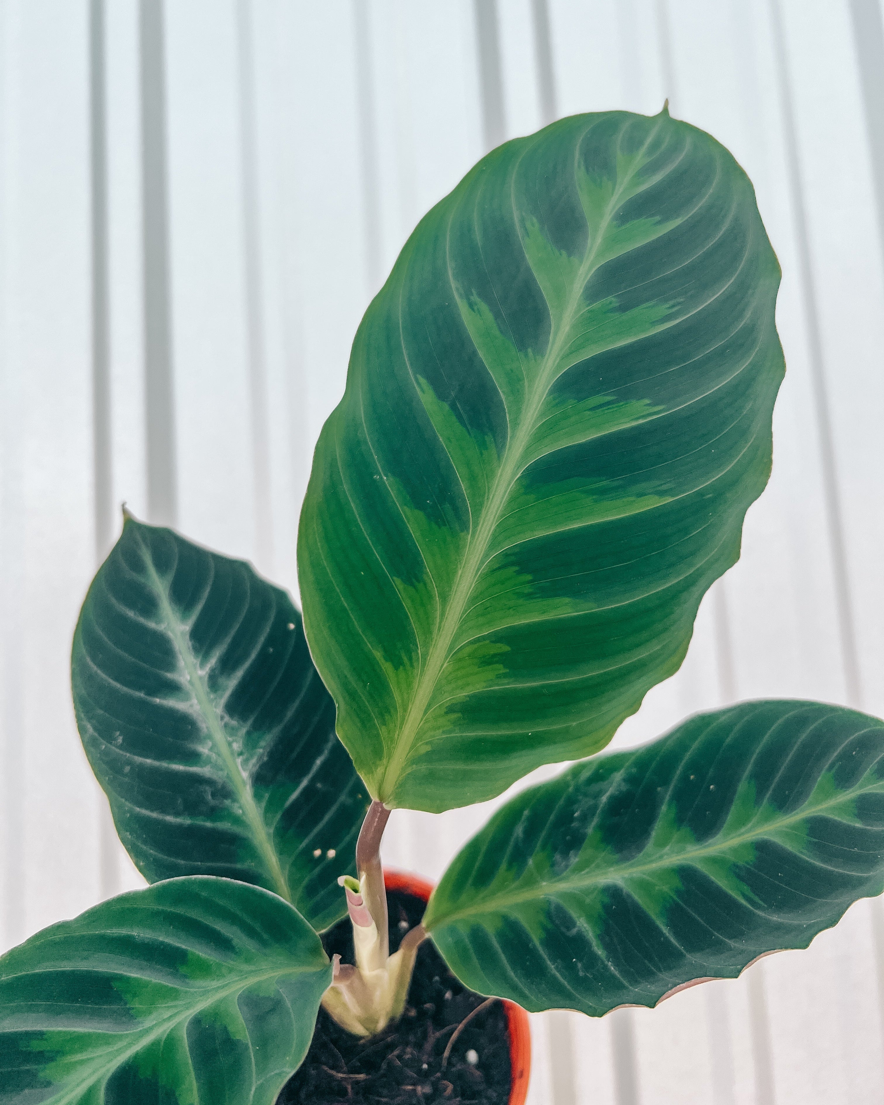 jungle velvet prayer plant 4" Calathea 'Jungle Velvet'