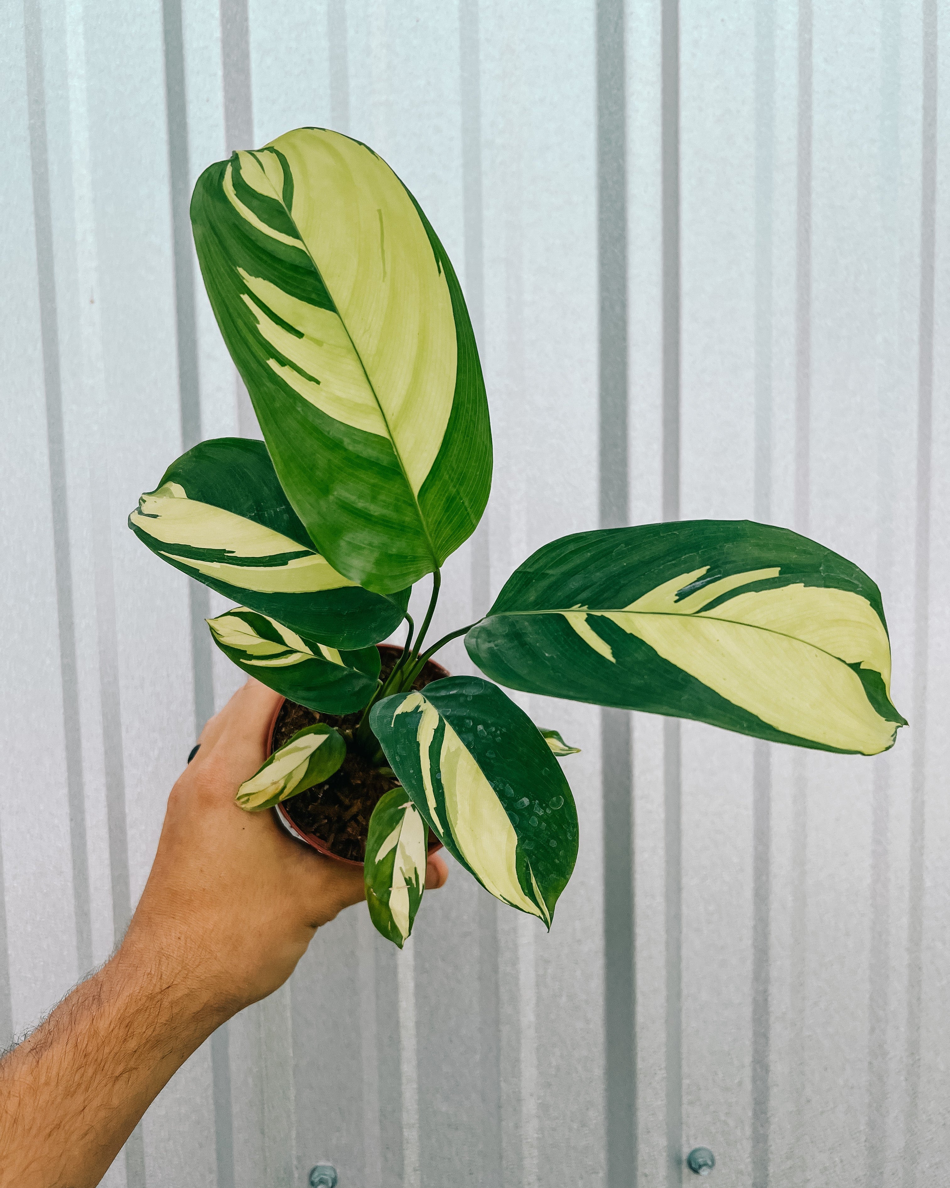 calathea pilosa prayer plant 4" Calathea 'Pilosa' – BWH Plant Co