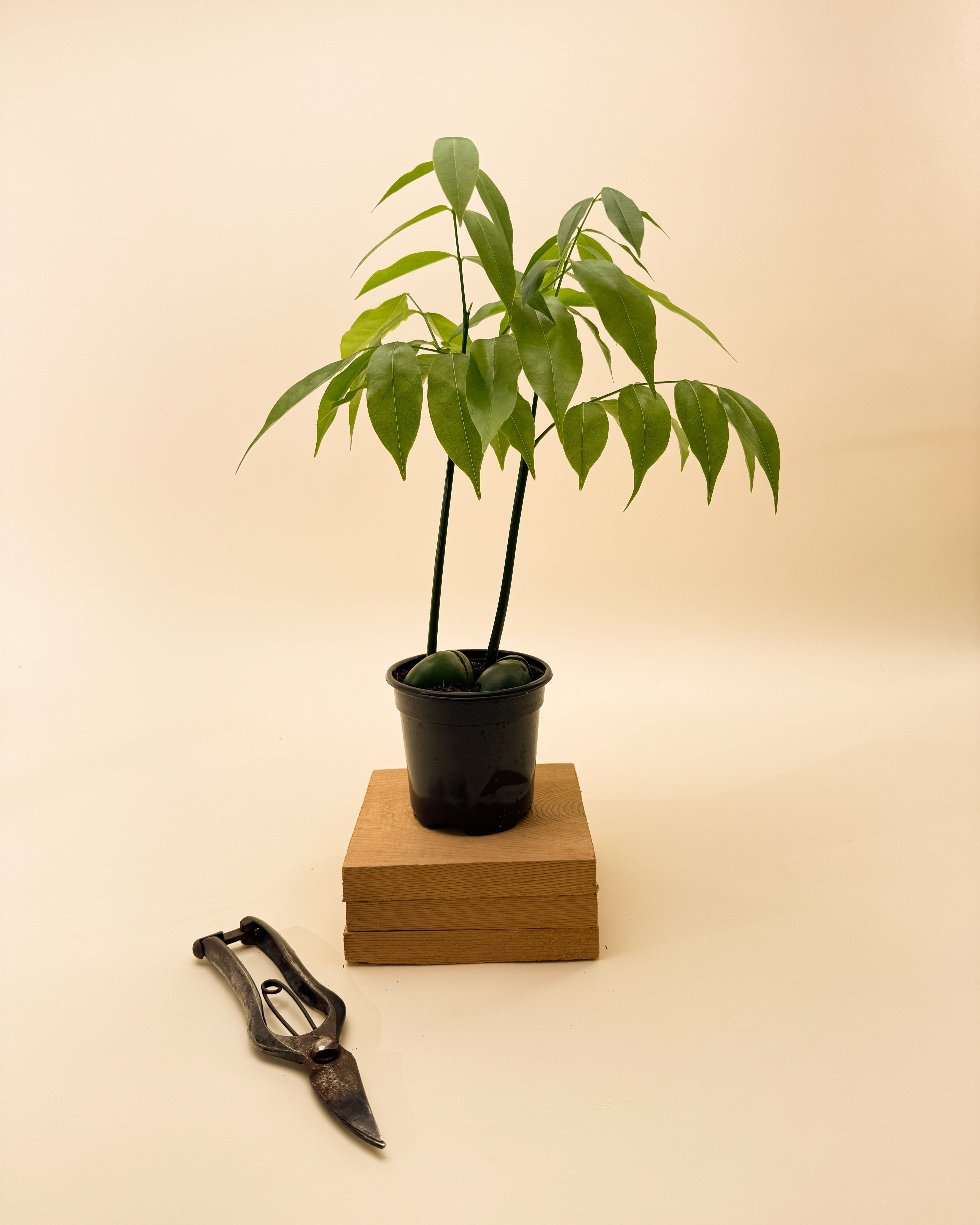 bean plant indoor 4" Castanospermum Australe 'Lucky Bean' – BWH Plant Co